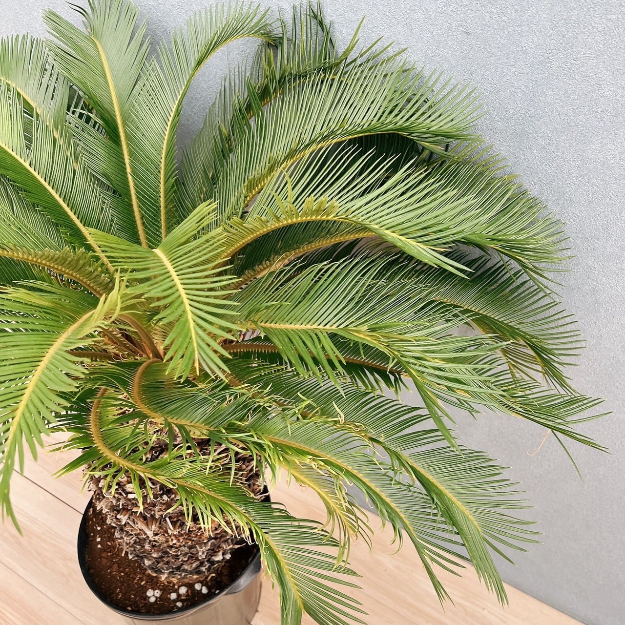 現品］存在感抜群！ 63番 ソテツ 10号 観葉植物 大型 屋外 綺麗 幹太