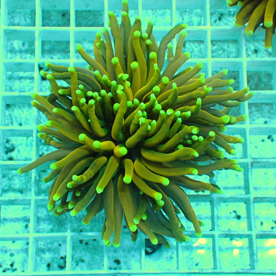 ハナサンゴ / Torch | HOUSE REEF(ハウスリーフ)サンゴ・海水魚・海藻