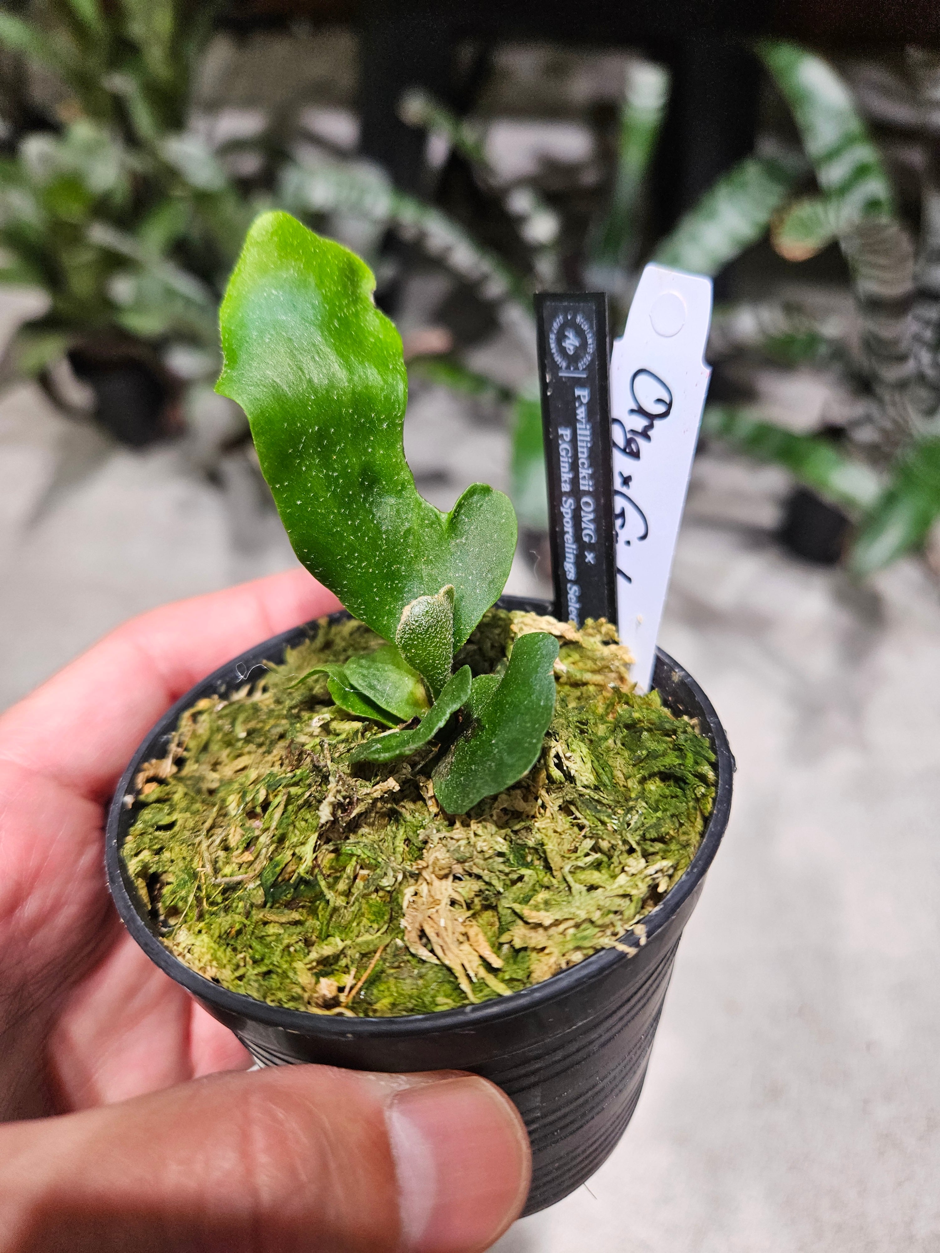 ビカクシダ | artPLANTs （アートプランツ）