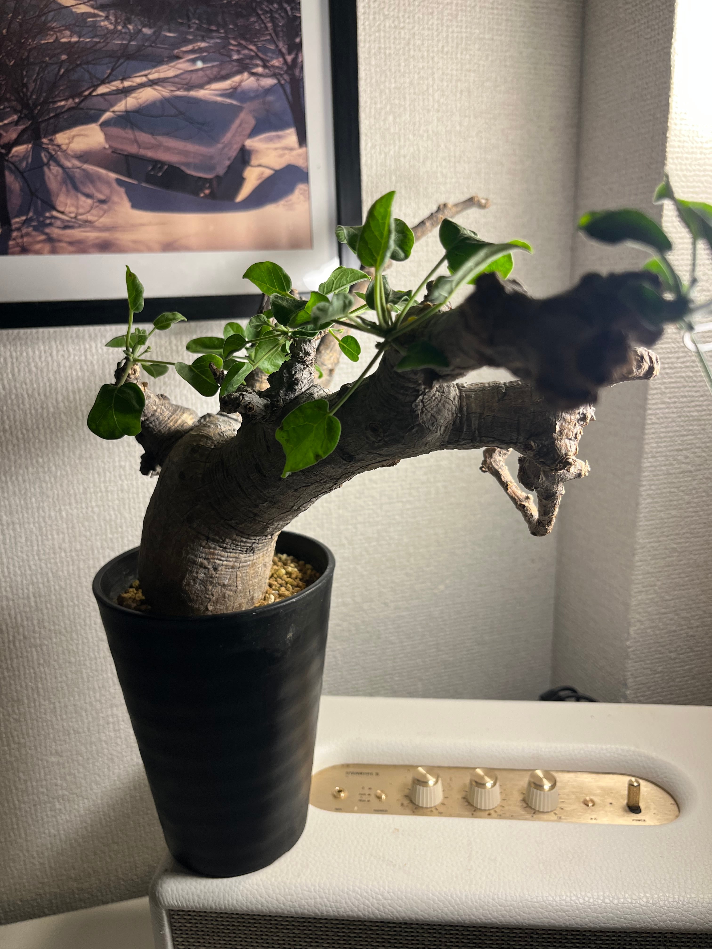 幻ノ灌木】コミフォラ ドレイクブロックマニー 塊根植物 灌木植物