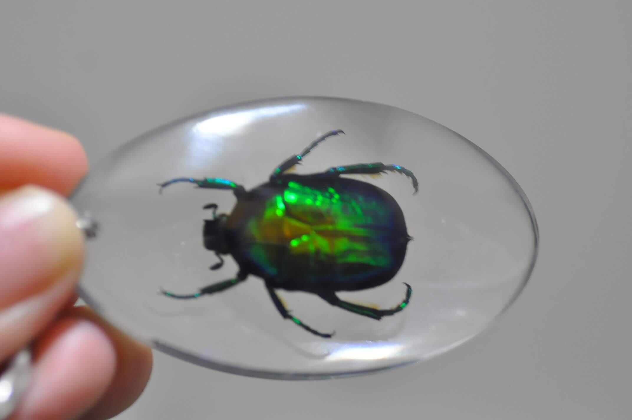 売れてます！ハナムグリ科 Cetoniidae protaetia 東インドネシア産