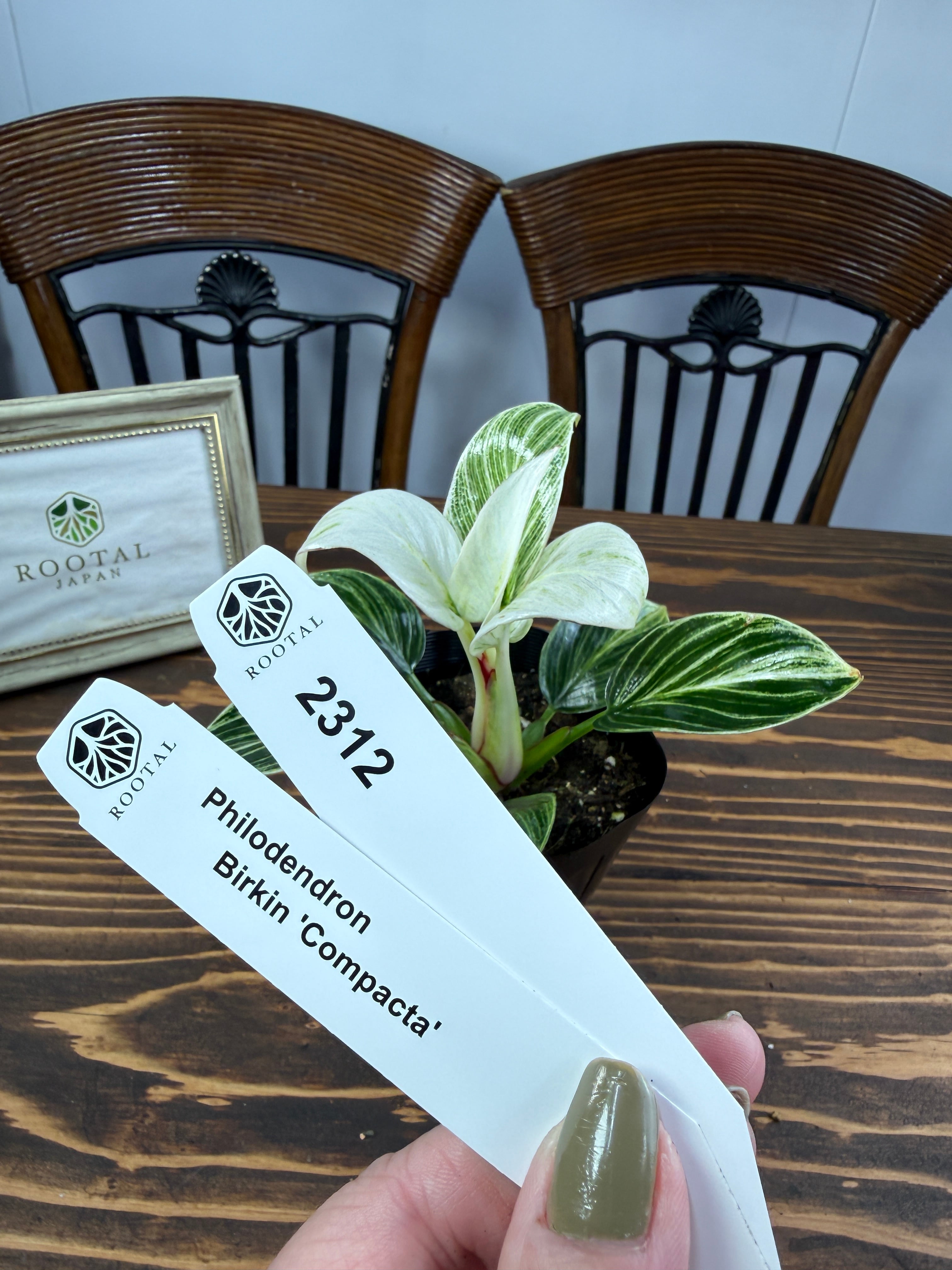 ★2312 フィロデンドロン バーキンコンパクタ(10㎝口径ポット)