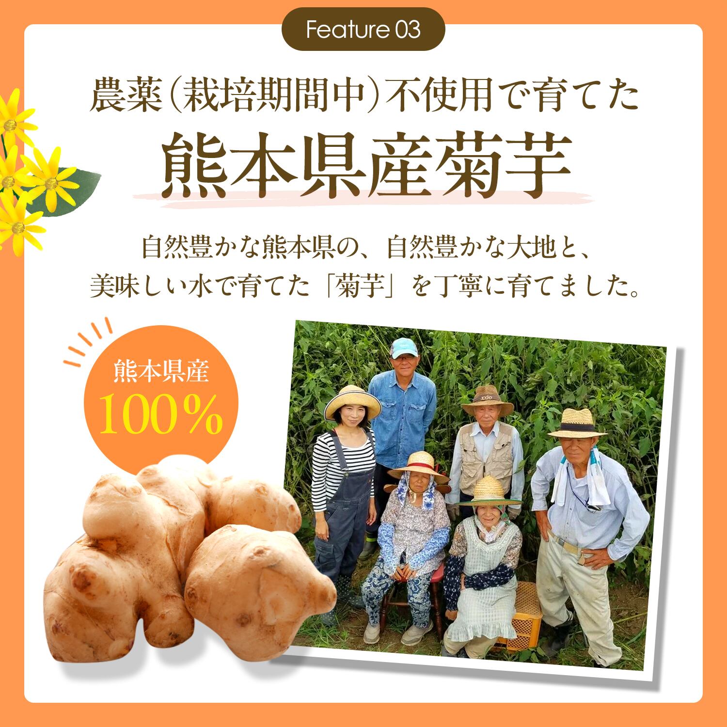菊芋サプリ[群馬県産菊芋100%使用]210粒入X10個と菊芋粉末3個 きく