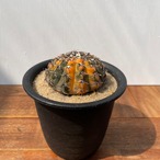 Gymnocalycium asterium【ギムノカリキウム・黒棘鳳頭錦】