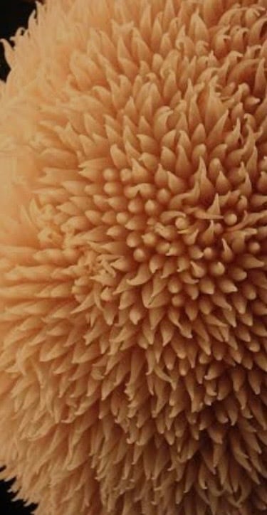 洗える水溶性研磨剤☆ハイブリッド研磨剤センマKC-6 | 株式会社KC