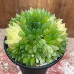 Haworthia cooperi var. pilifera 【ハオルチア・特選ピリフェラ】