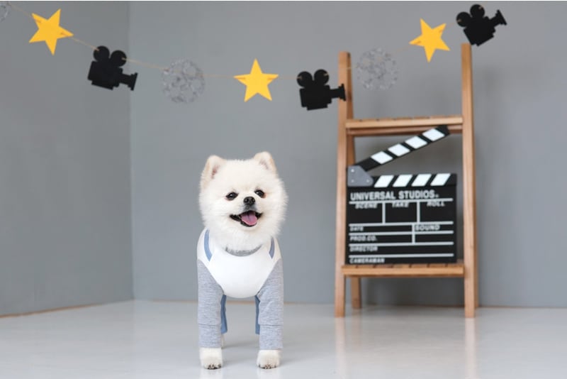 デーリーオールインワン S ~ 3XL 2color / 犬服 つなぎ ロンパース 部屋着 小型犬 中型犬 大型犬 犬の服