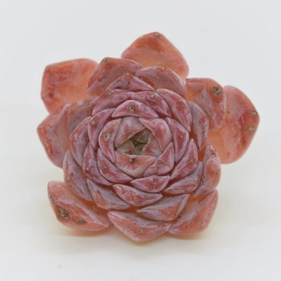 多肉植物 アエオニウム 孔雀白錦 美苗 #孔3 | Pay ID