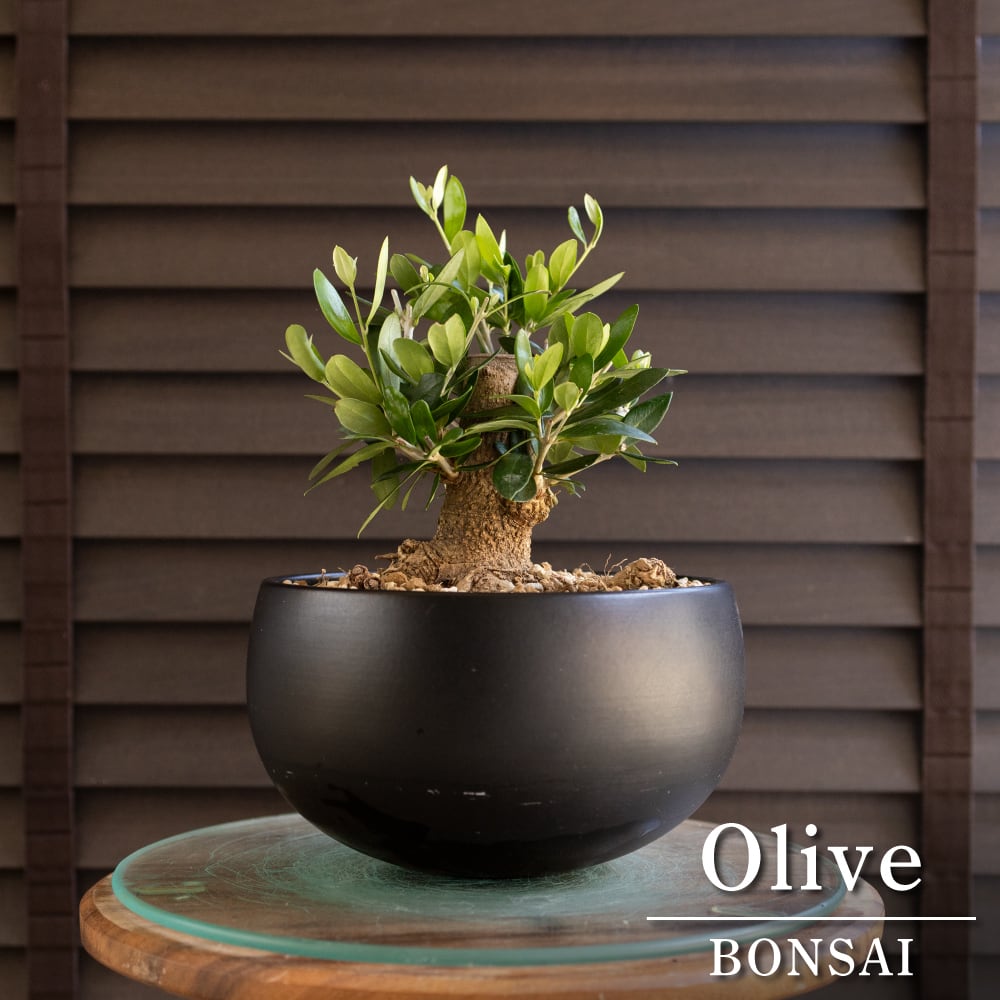 古木 オリーブの木 盆栽 Olive Lucca ルッカ オリーブ 7号 陶器鉢 0719BK