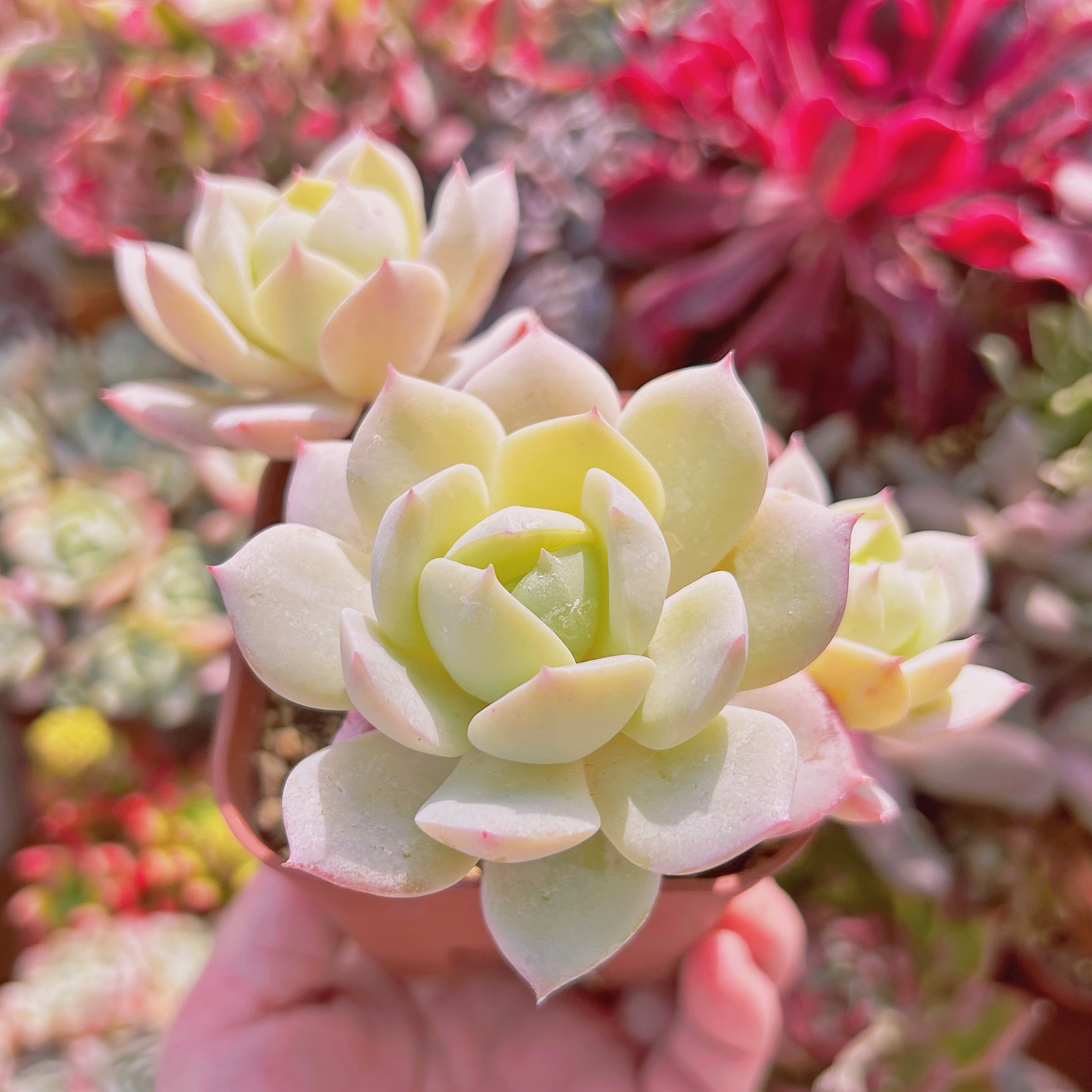 573現物 多肉植物 冷香 大群生 抜き苗 | るる農園~多肉植物専門