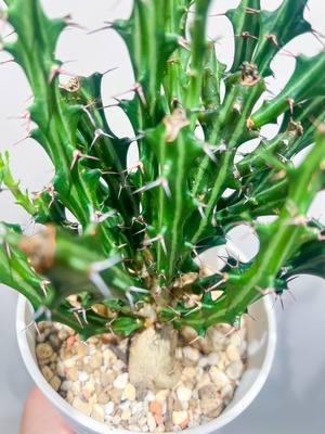 個性派インテリア 【トゲ×塊根】 ユーフォルビア クンチー