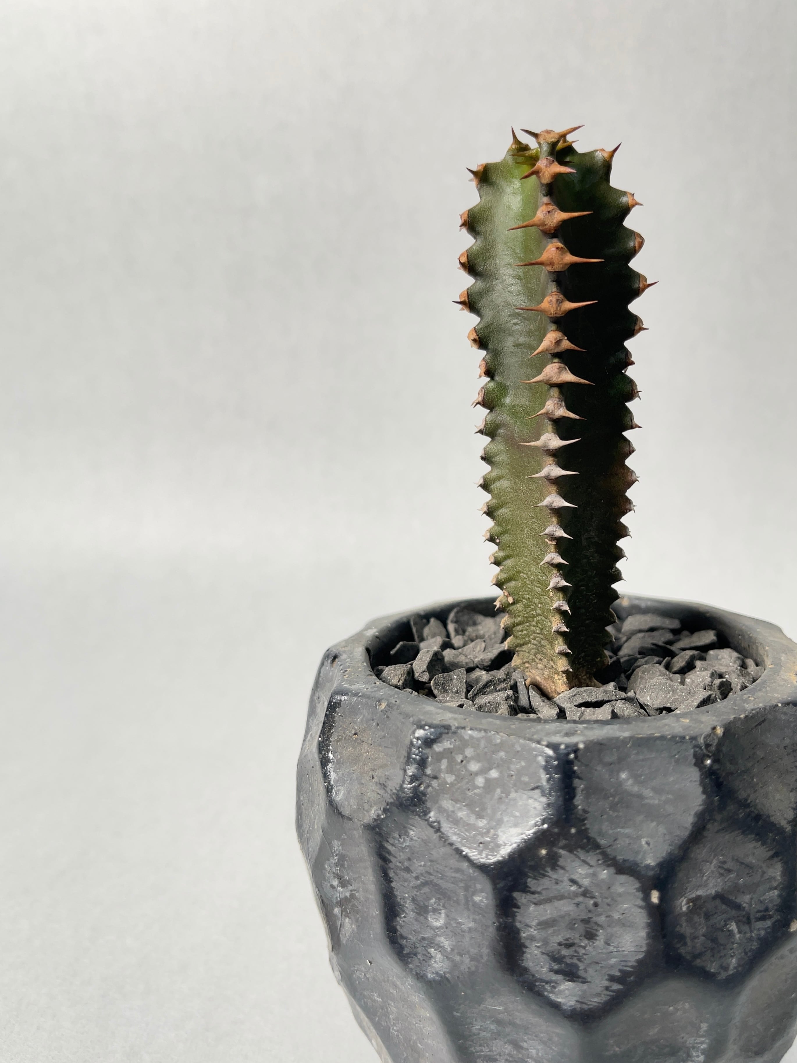 ユーフォルビア・墨キリン | trigger