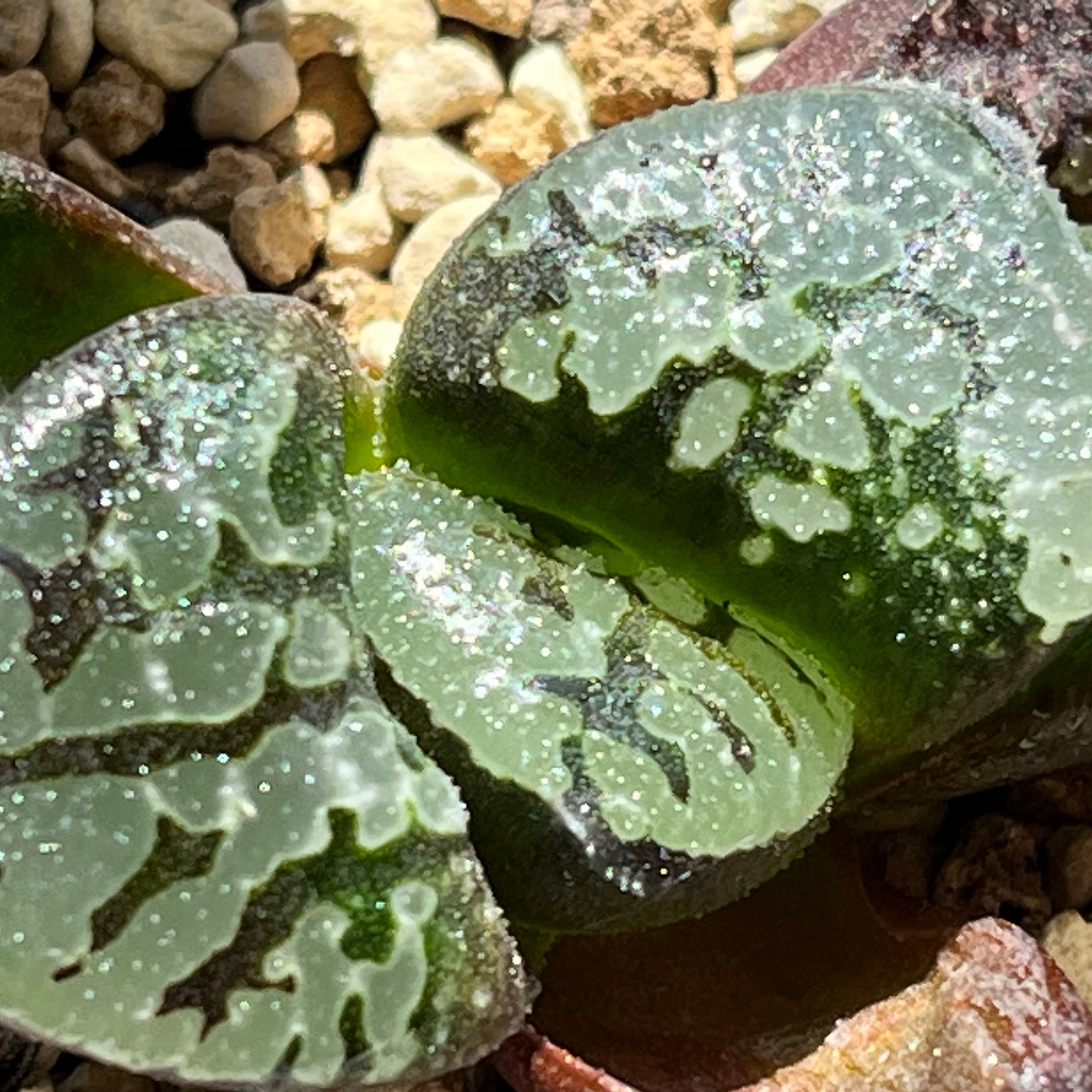 カンターロープアイランド　多肉植物　ハオルチア ハオルチア カンタロープアイランド | mocono_plants