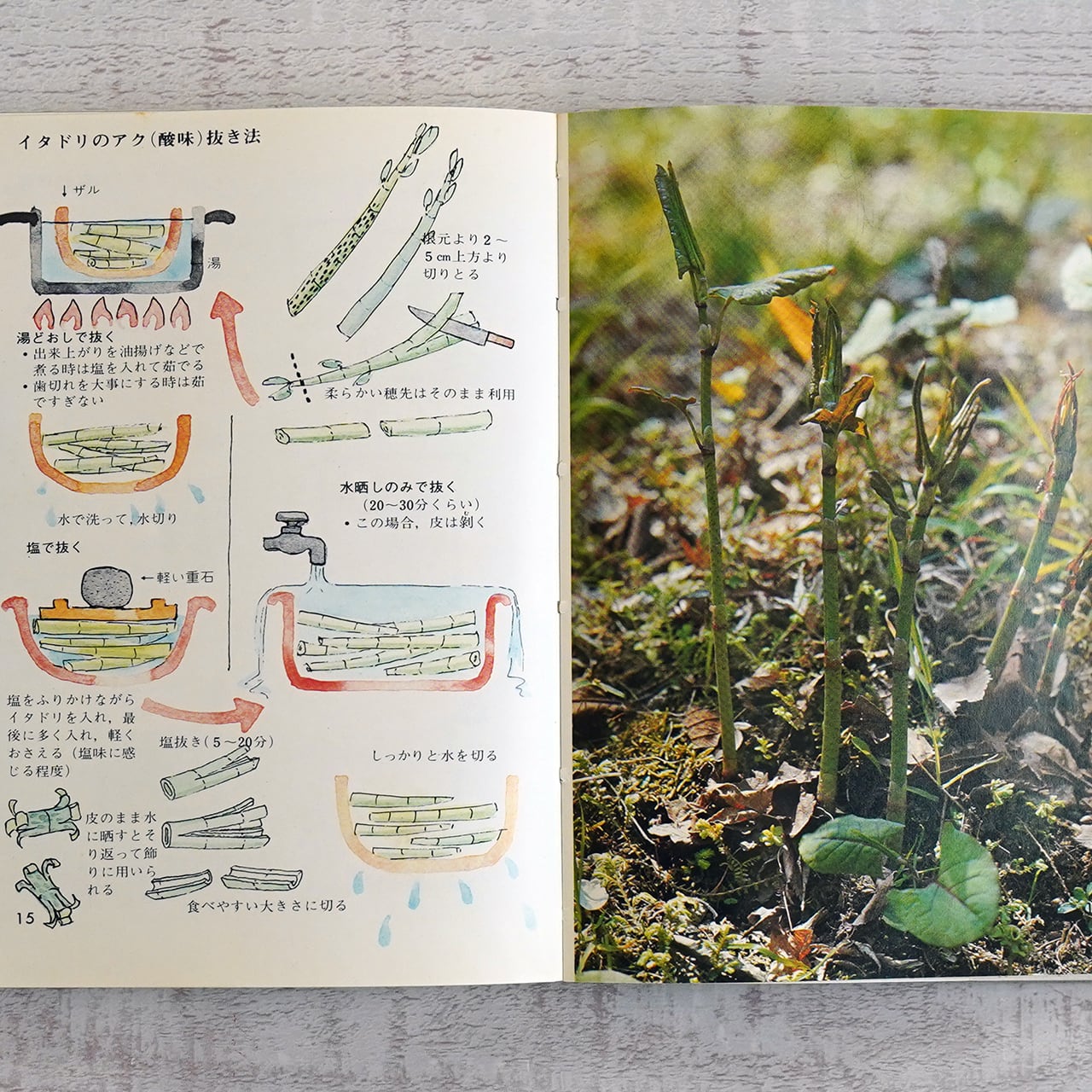 （山菜爺）留意　日本語foil4枚セット ファミリー焼肉セット 箱入|やまがきの通販