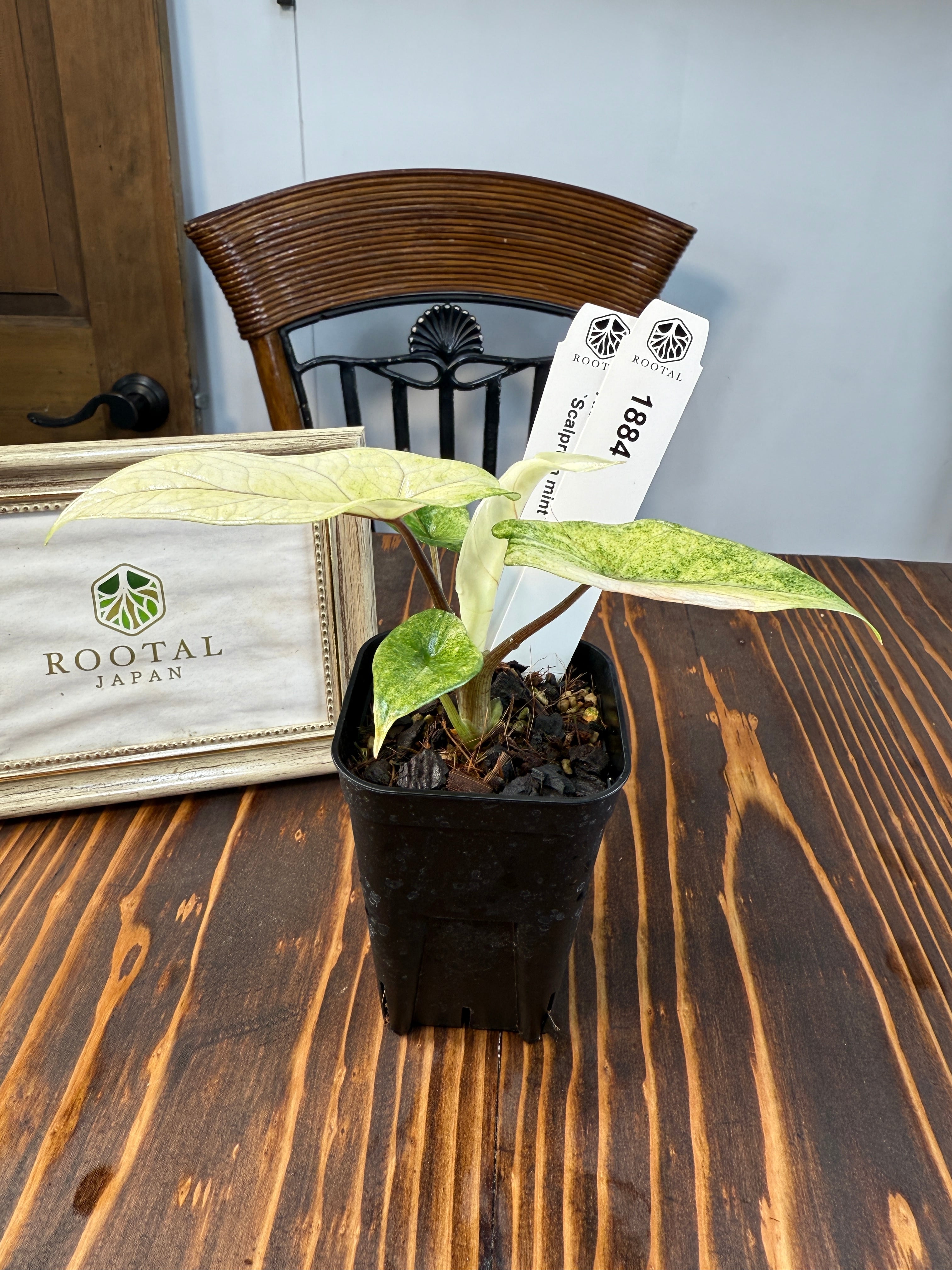 ☆1884【希少種】アロカシア スカルプラム ミント（2.5号ロング硬質