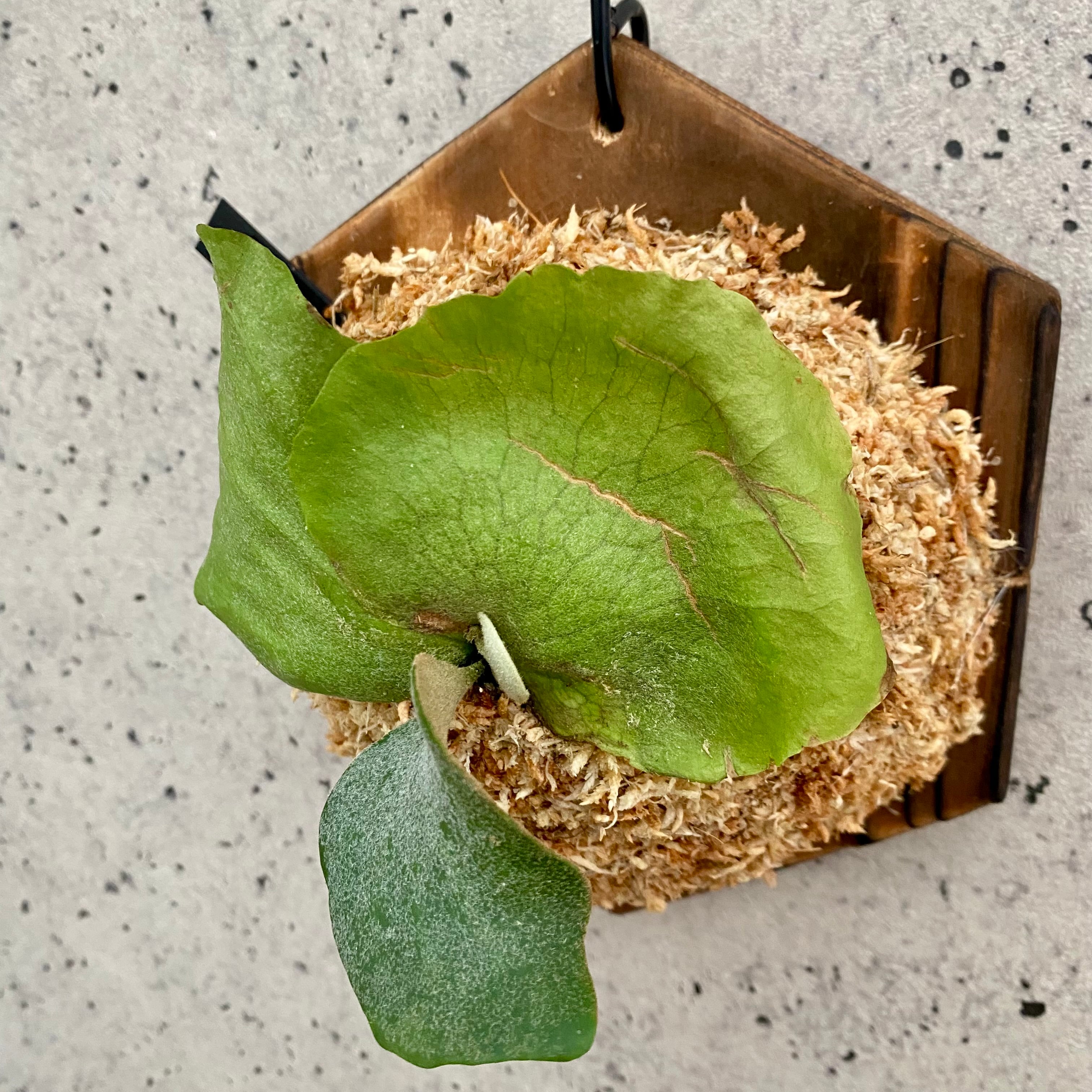 中株です。ビカクシダ『Pewchan』pup株 | Planet Plants プラネット