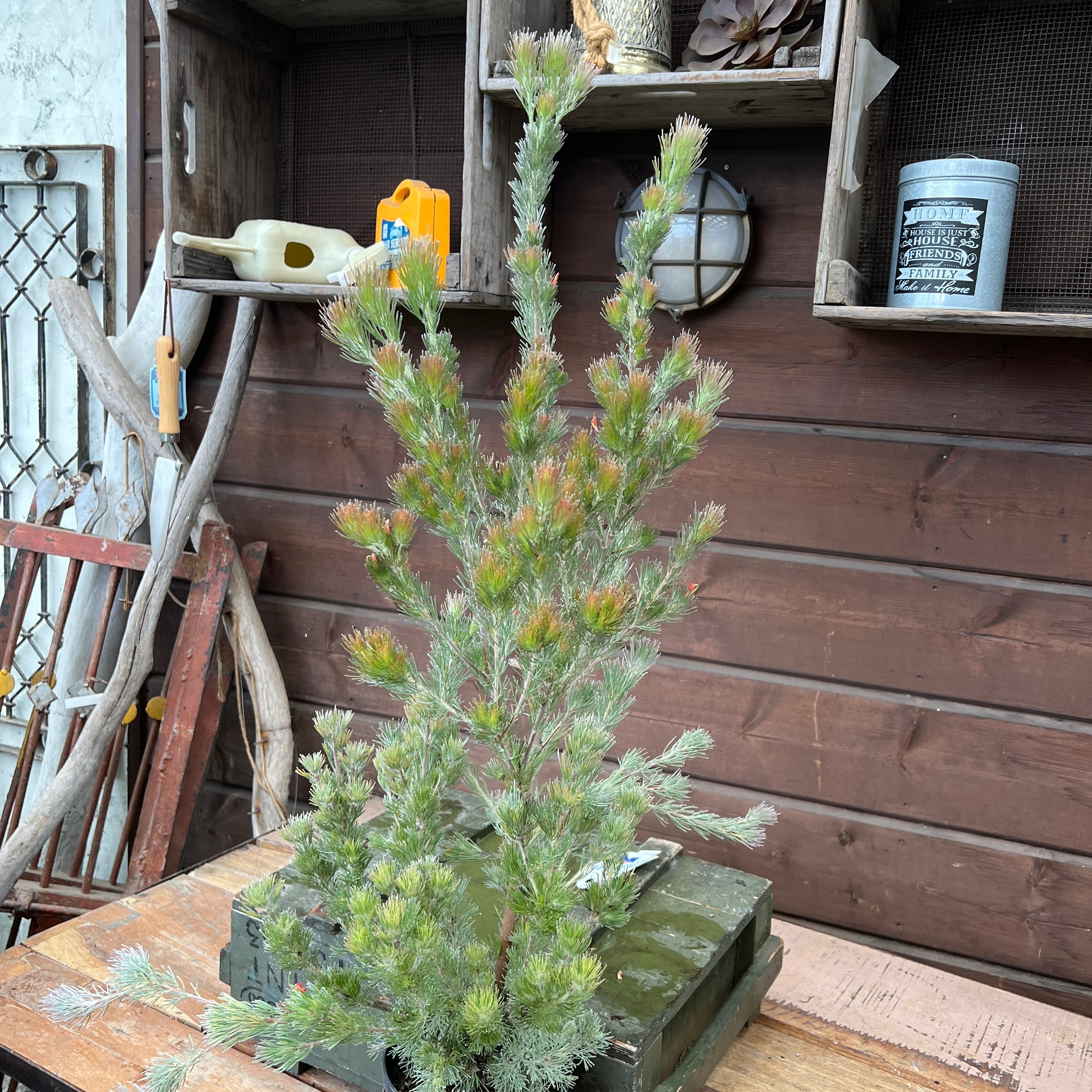 アデナンサス ルーラタン① | 沼ノ上農園