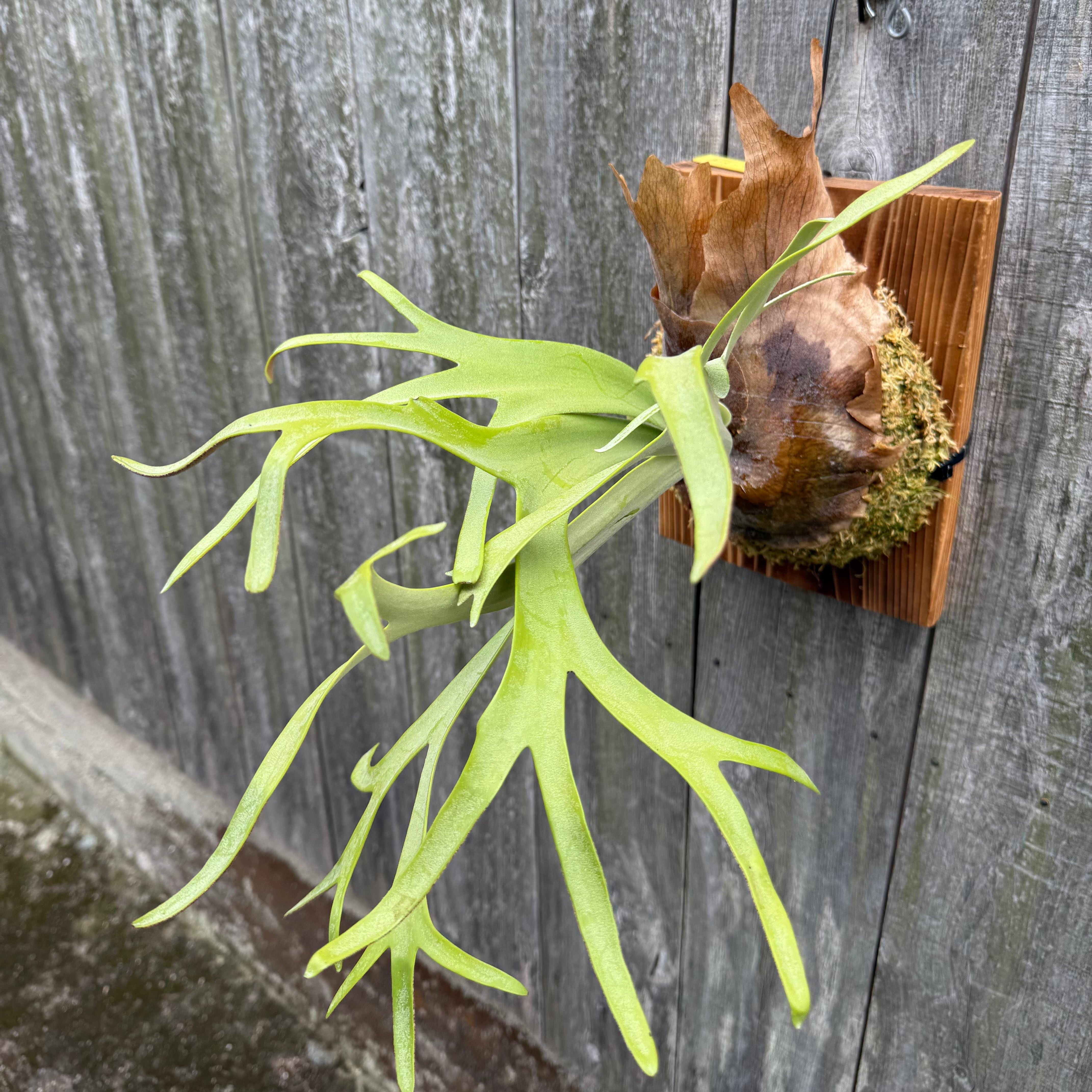P. willinckii cv. Silvery Dwarf (pup) | naturefix