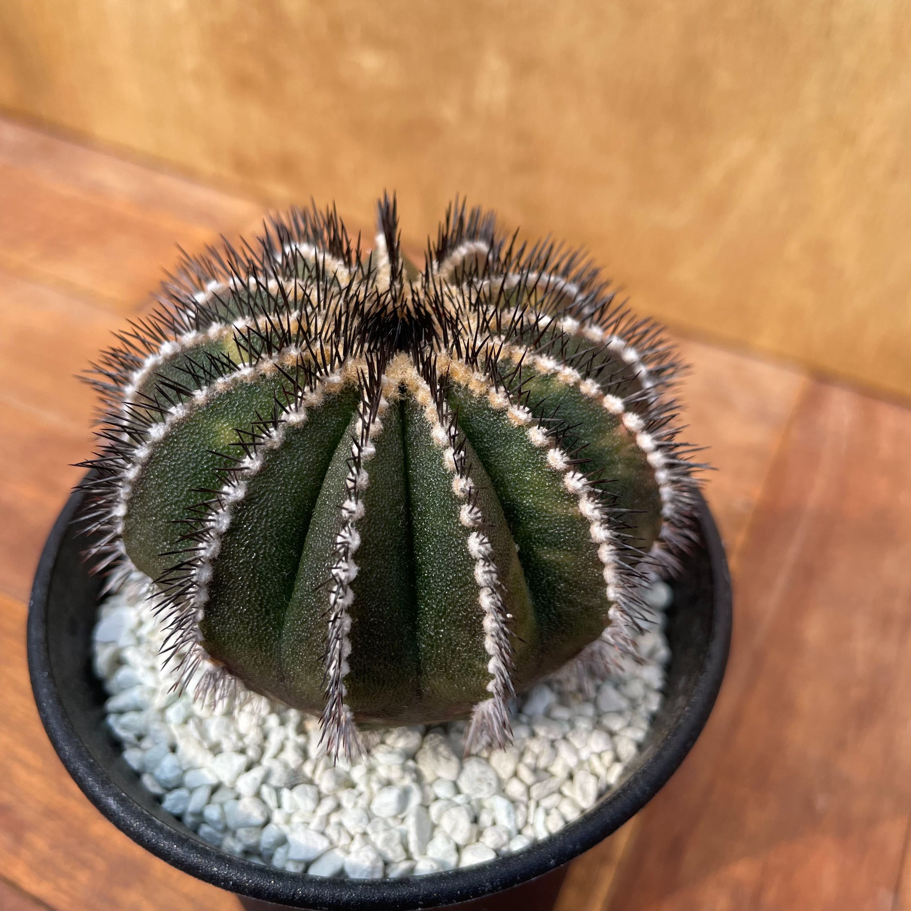 Uebelmannia pectinifera variegata【ユーベルマニア・ペクチニフェラ  