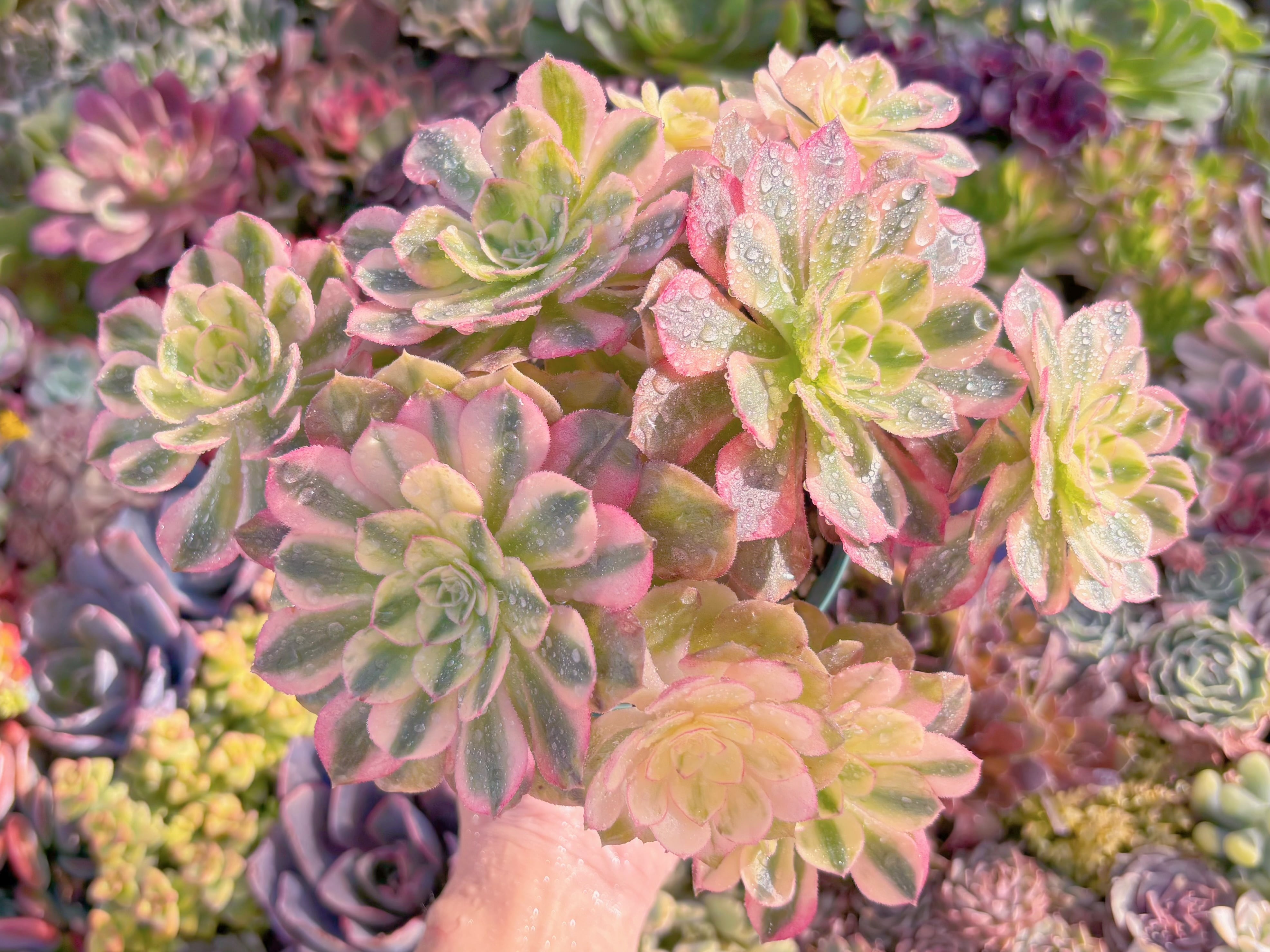 現品　ハロウィン白錦#M138　大群生　るる農園