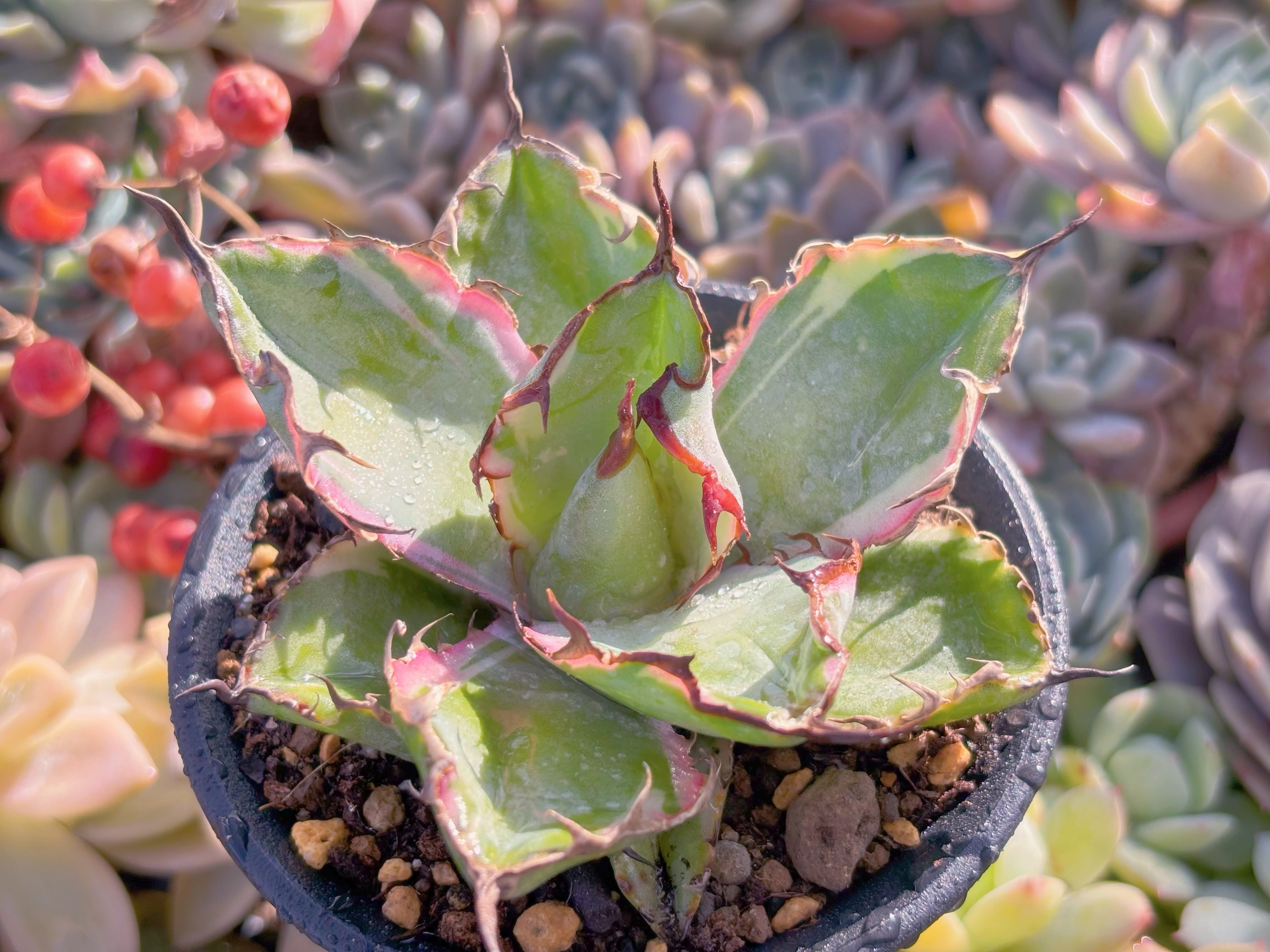 現品　ブラックアンドブルー(BB)覆輪錦#M005　るる農園