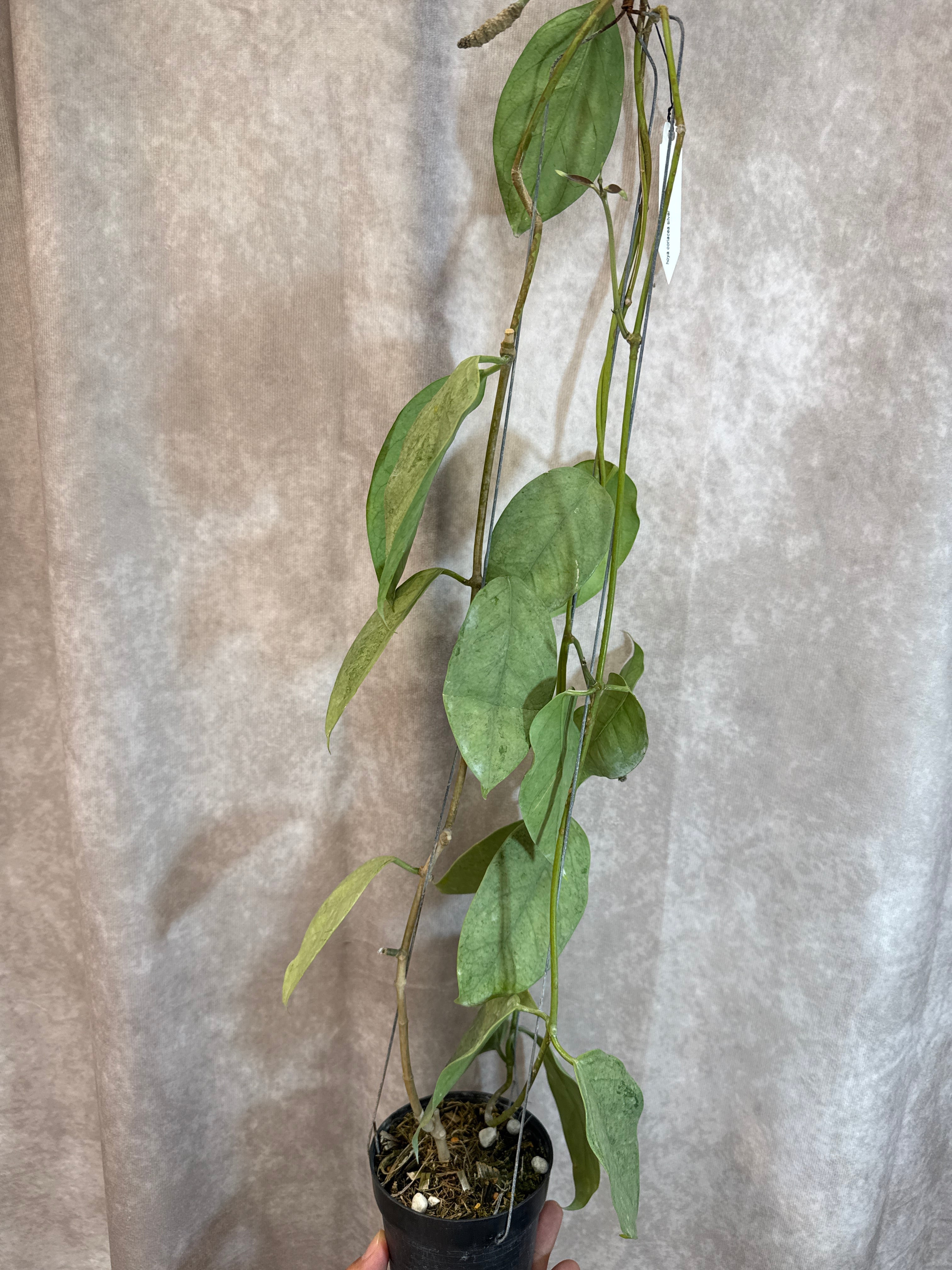 hoya coriacea 'full silver '/ ホヤ コリアセア フルシルバー