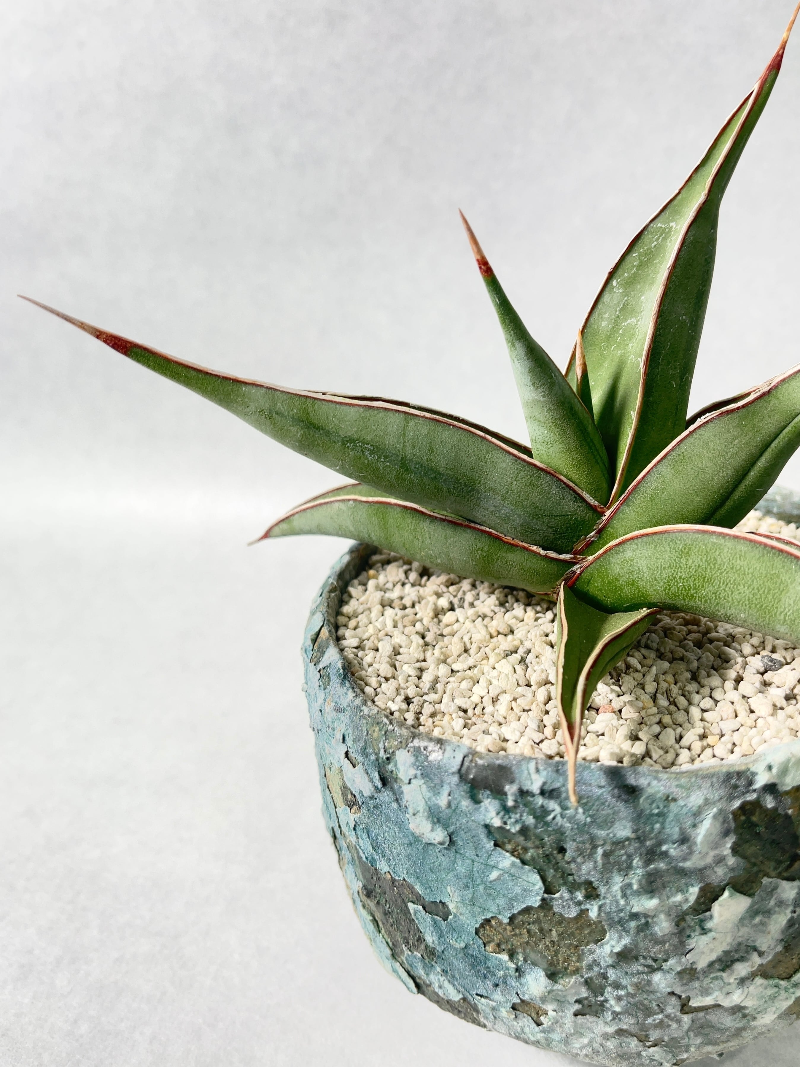 サンセベリア・ピングイキュラ「ユニコーン」 | trigger