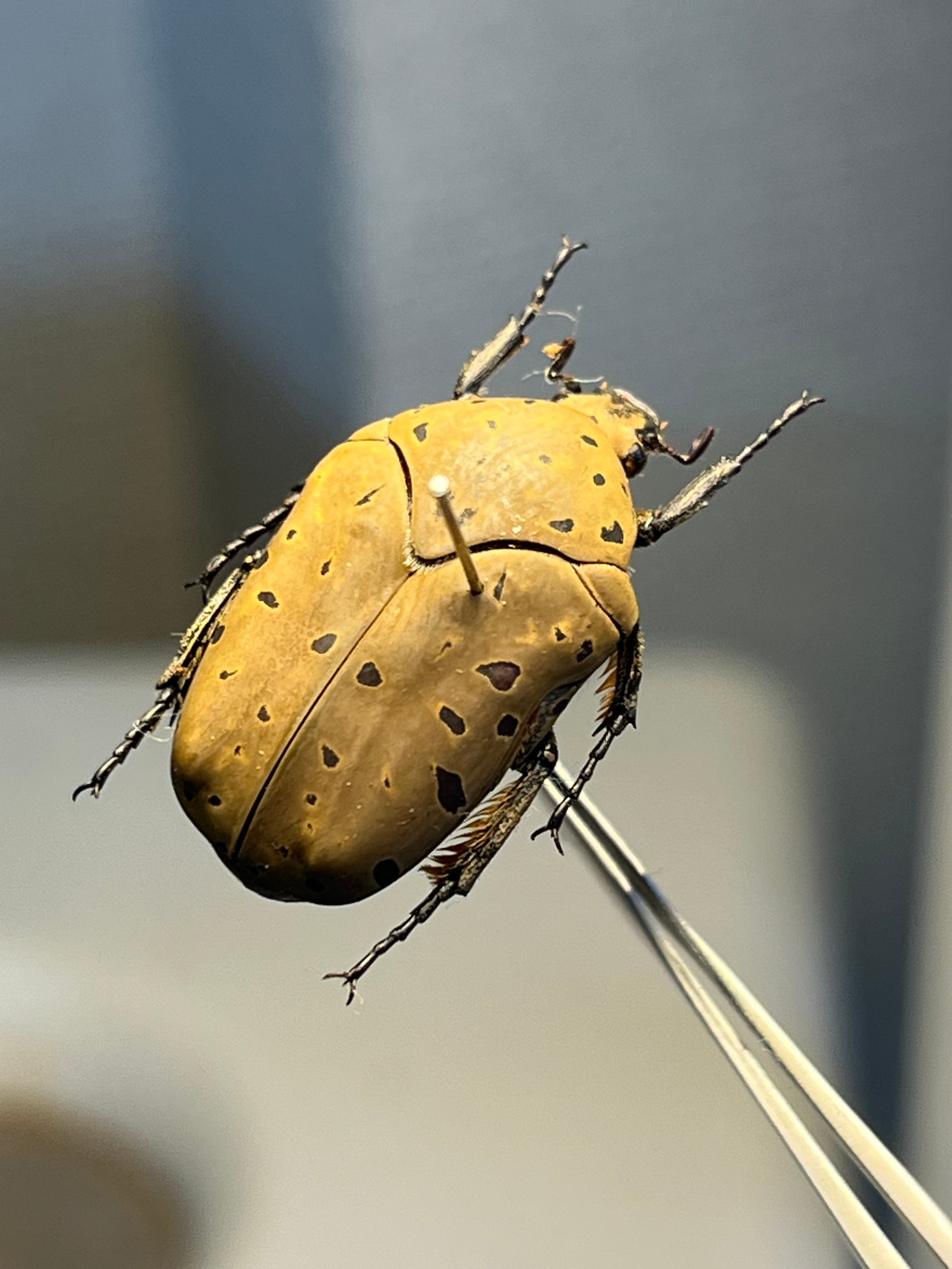 属内最大種】クビワオオツノハナムグリ カナブン ゴライアスオオツノ