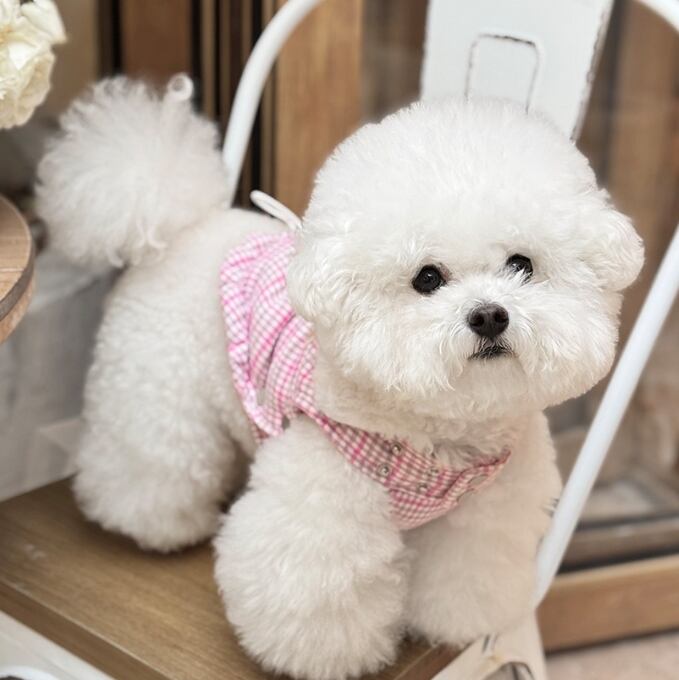 《予約》№1103117 むっちりチェックトップス