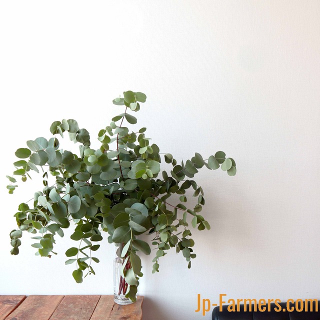 その他 草花 枝物等 Jp Farmers Com