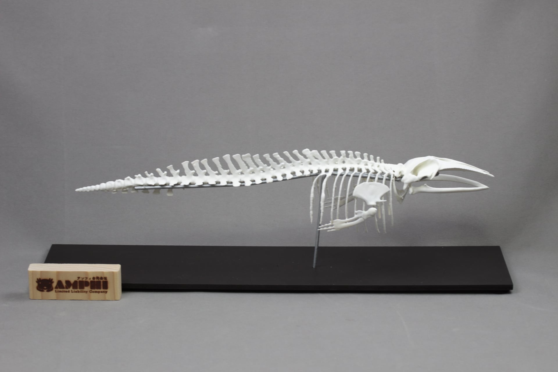 ミンククジラ 全身骨格レプリカ 40cm | アンフィ合同会社