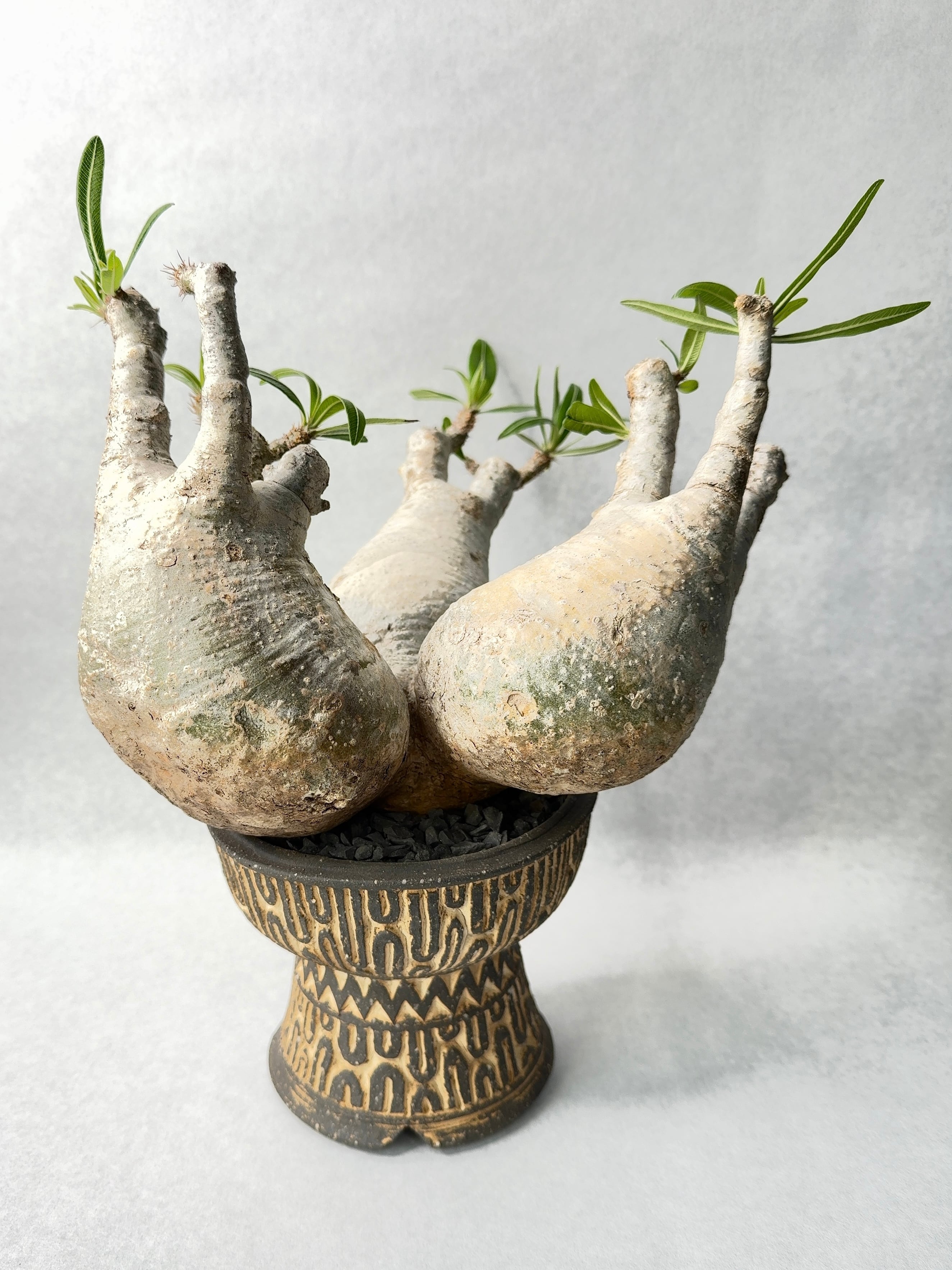 パキポディウム グラキリス 細葉個体 パキポディウム・グラキリス | trigger