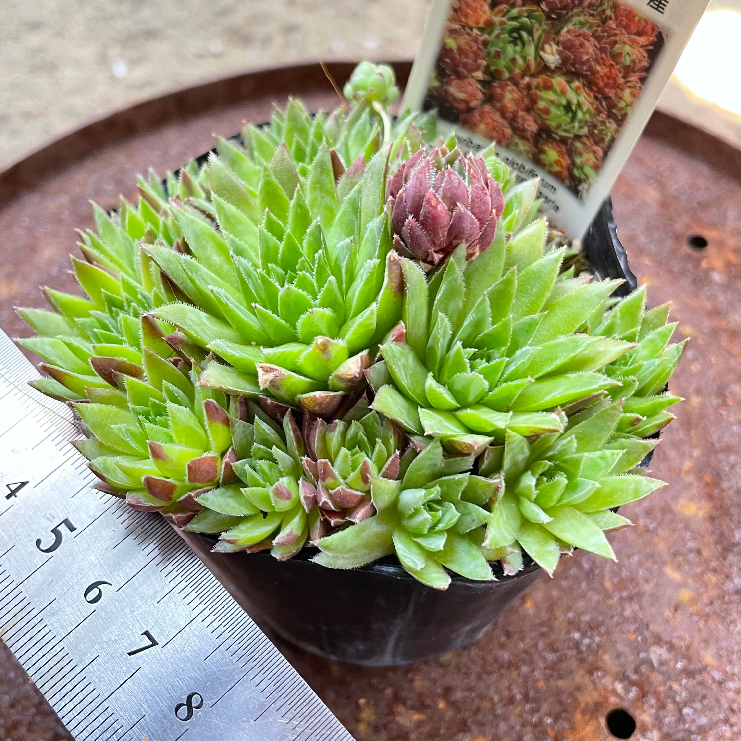 ジョビバルバ ヒルタ ブリガリア産 | RuPo 多肉植物専門店