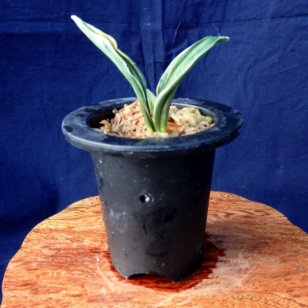 華宝 (かほう) Kaho オモト 万年青 「華宝」 – おもとの豊明園