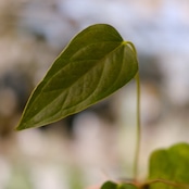 Anthurium Queen of Heart / アンスリウム クイーン オブ ハート⑰ / 観葉植物<育て方・花言葉>