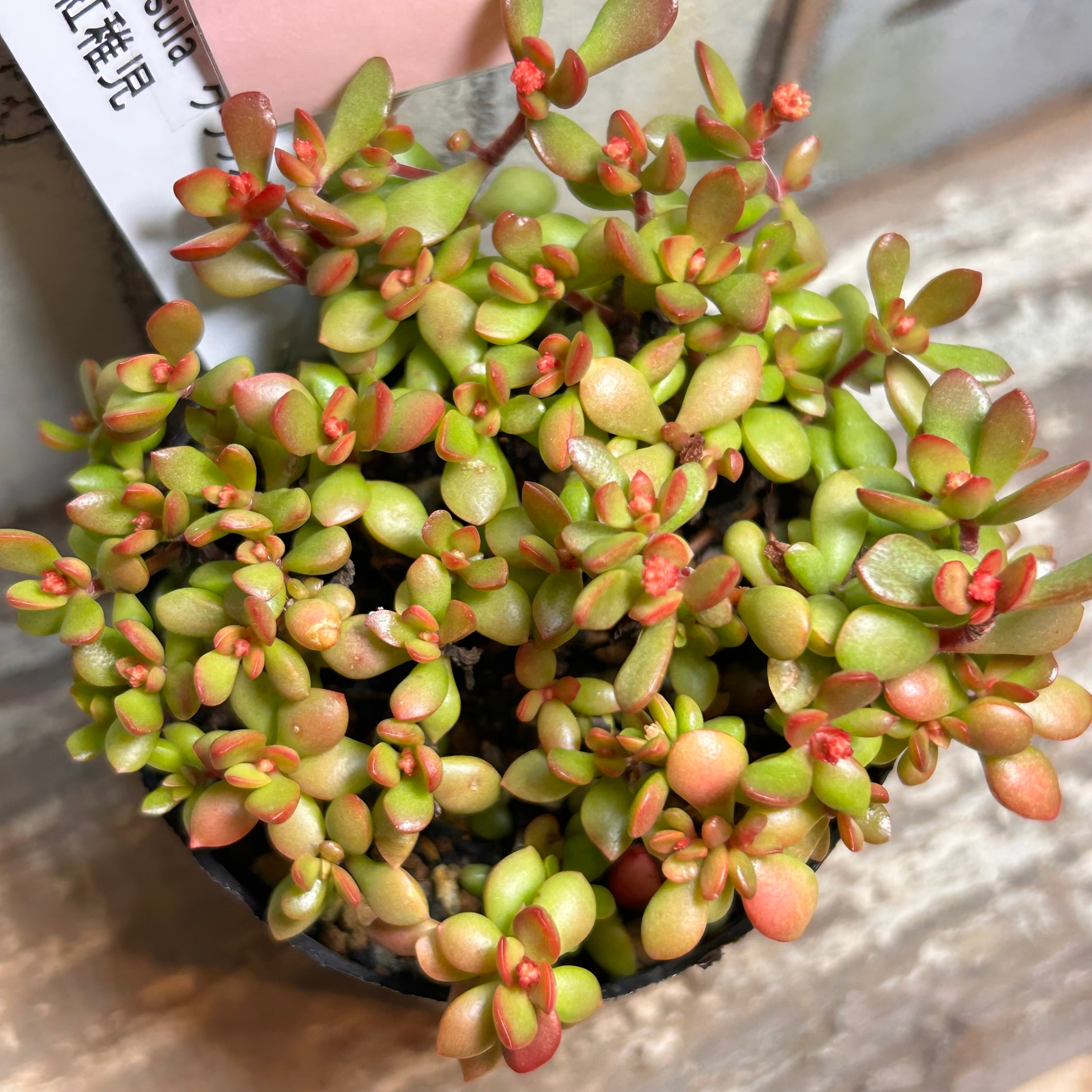 紅稚児 | RuPo 多肉植物専門店
