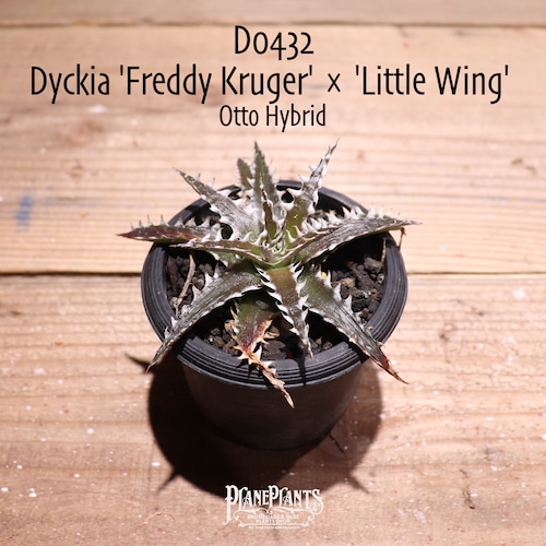 【抜き苗送料無料】 'Freddy Kruger' × 'Little Wing' 〔ディッキア〕現品発送D0432