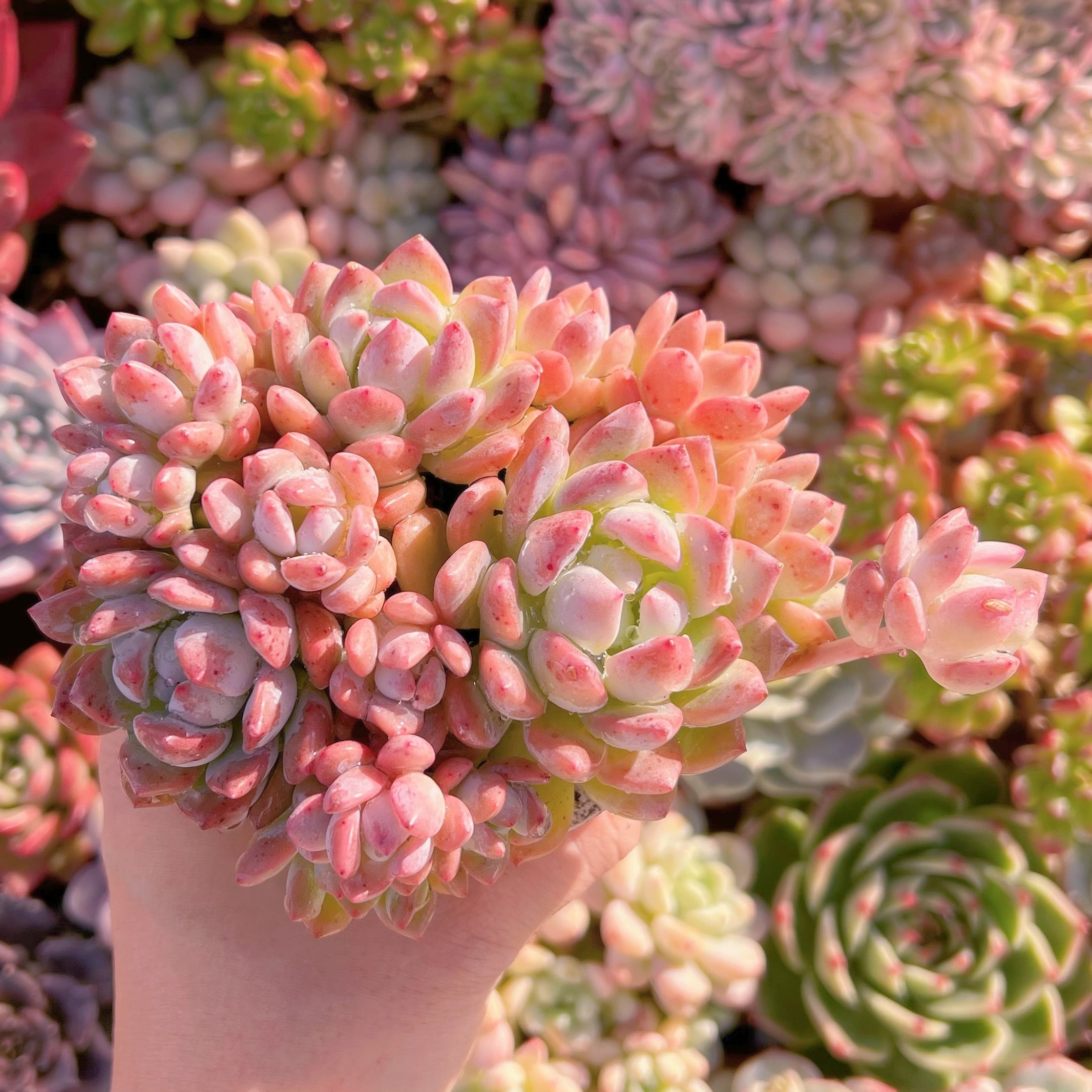 現品　プロリフェラxラウル#602   群生　るる農園