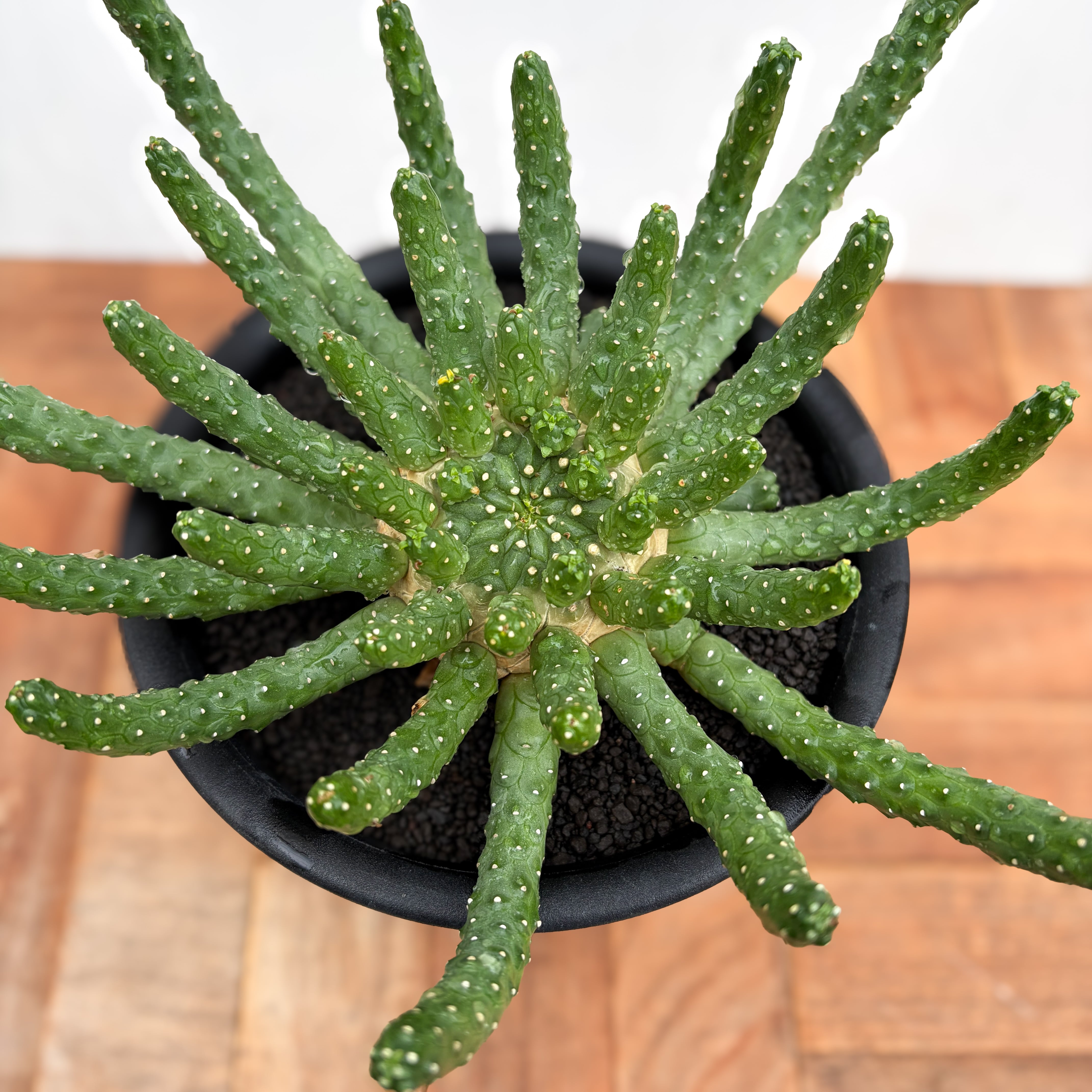 Euphorbia inermis【ユーフォルビア・イネルミス・九頭竜】 | RIMO'S