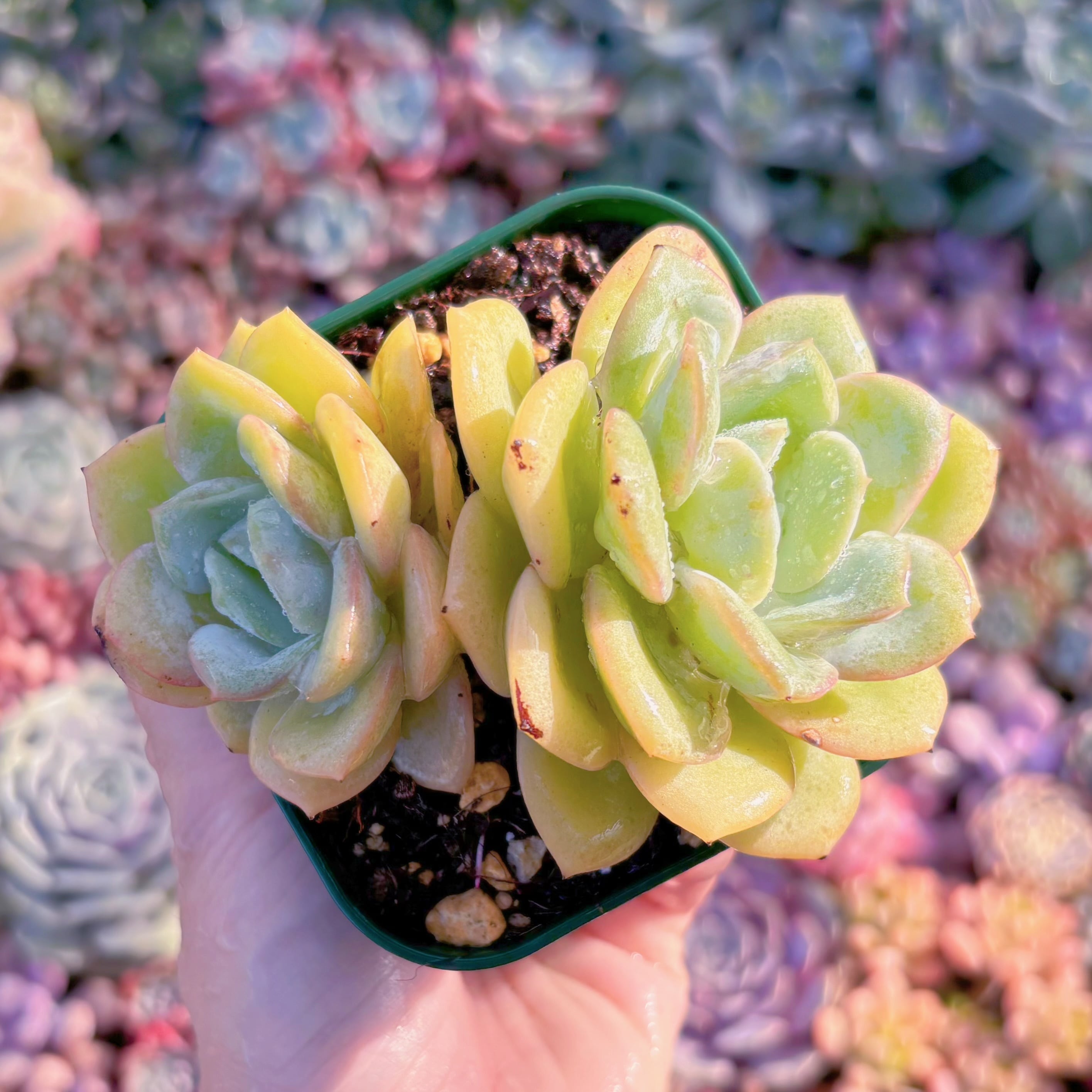 現品　白梨花#576　群生　新入荷　るる農園