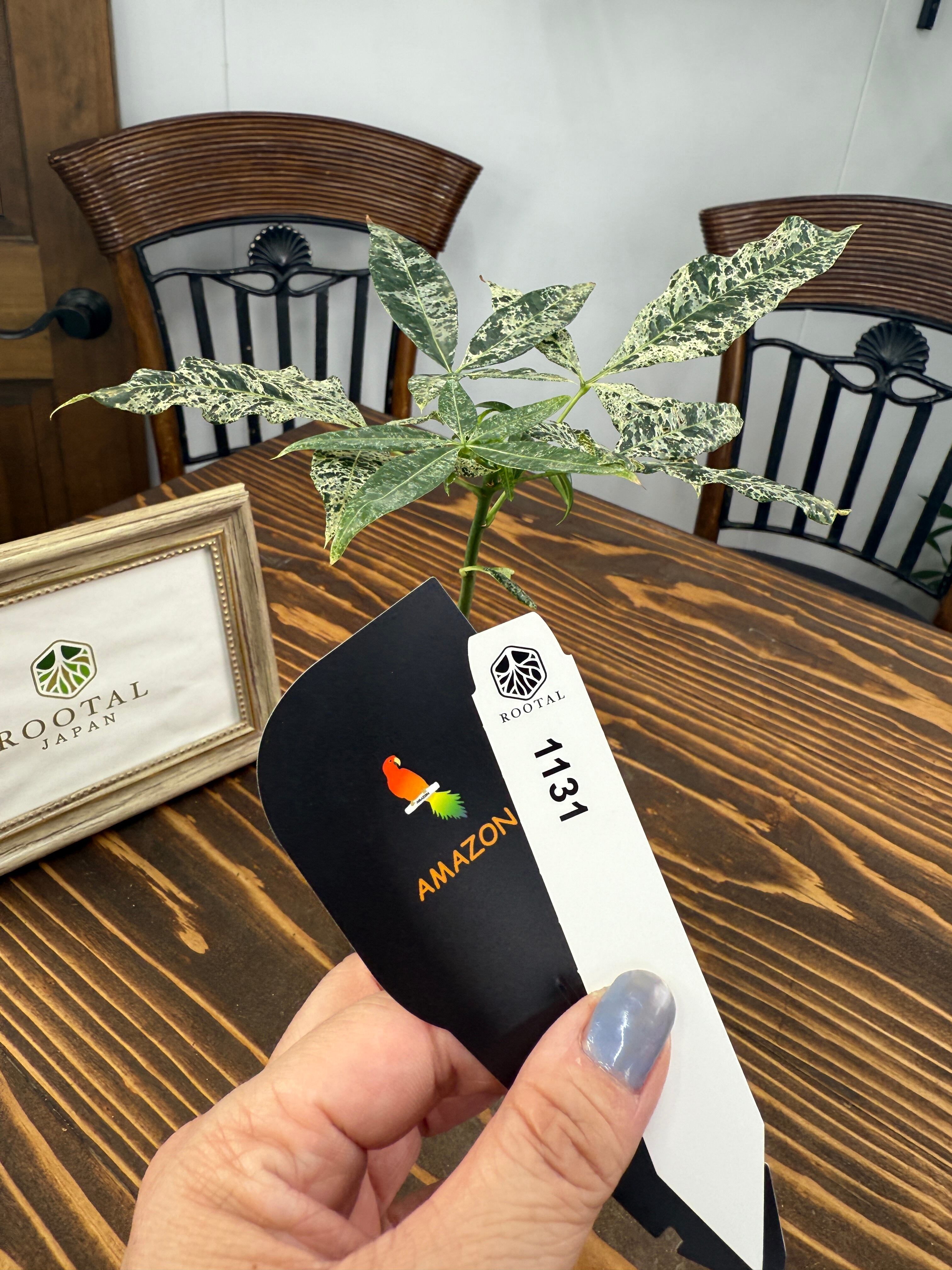 パキラの花様 リクエスト 2点 まとめ商品 パキラの花様 リクエスト 2点 まとめ商品 パキラ | 観葉植物の