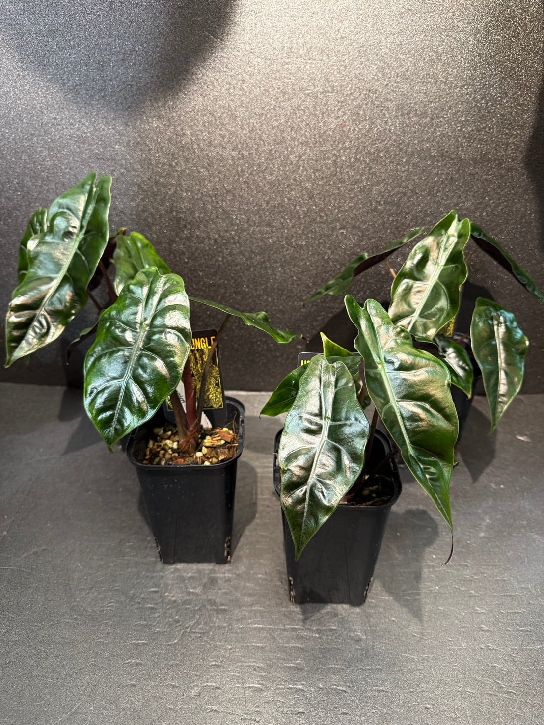 アロカシア・ドラゴンスケールミントバリエガータ ① 3号 | 観葉植物と