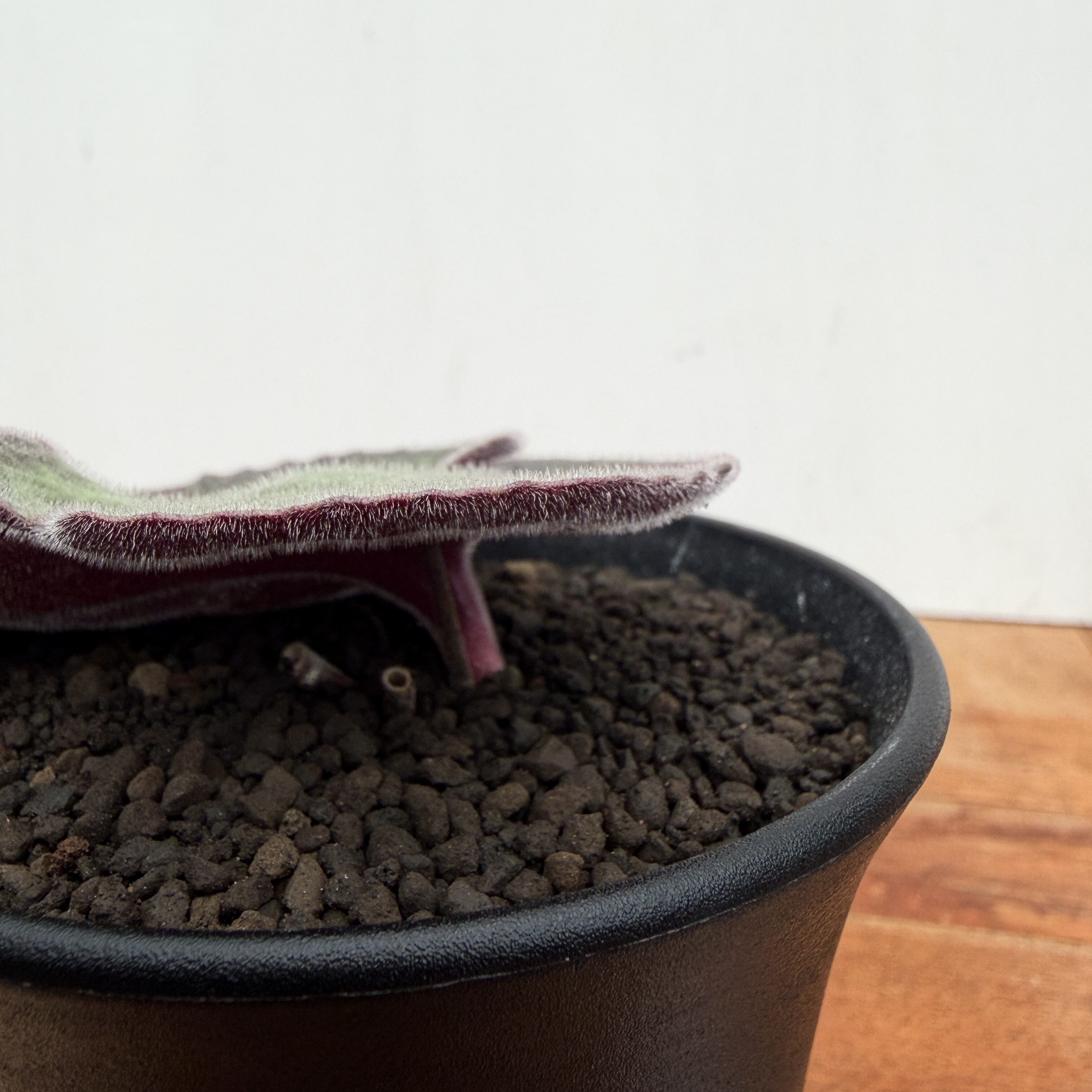 Tyrecodon singularis【チレコドン・シングラリス】 | RIMO'S GREEN