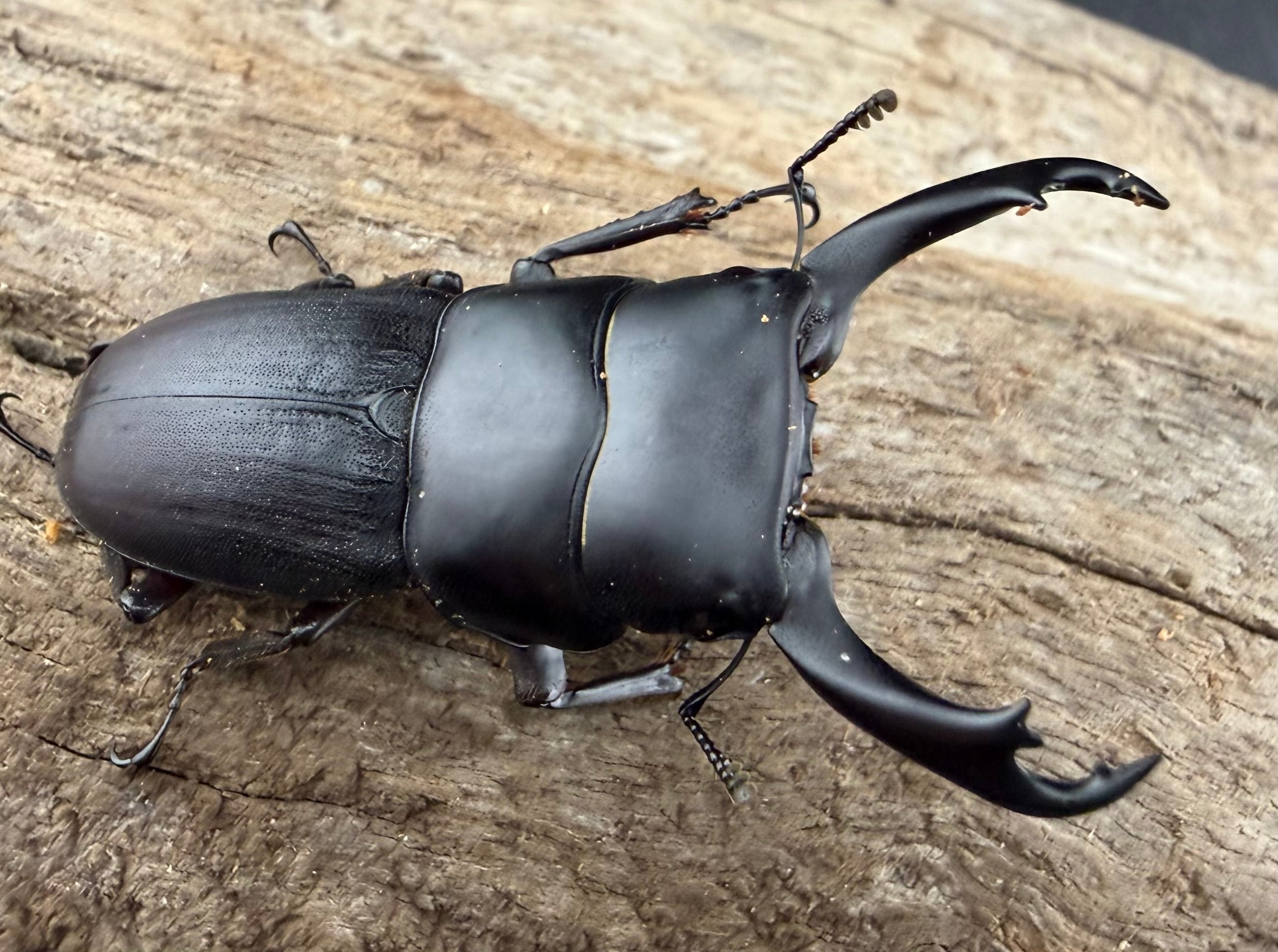 WD】《ハンステインヒラタ原名亜種 46mm ペア》 | KPW公式オンライン