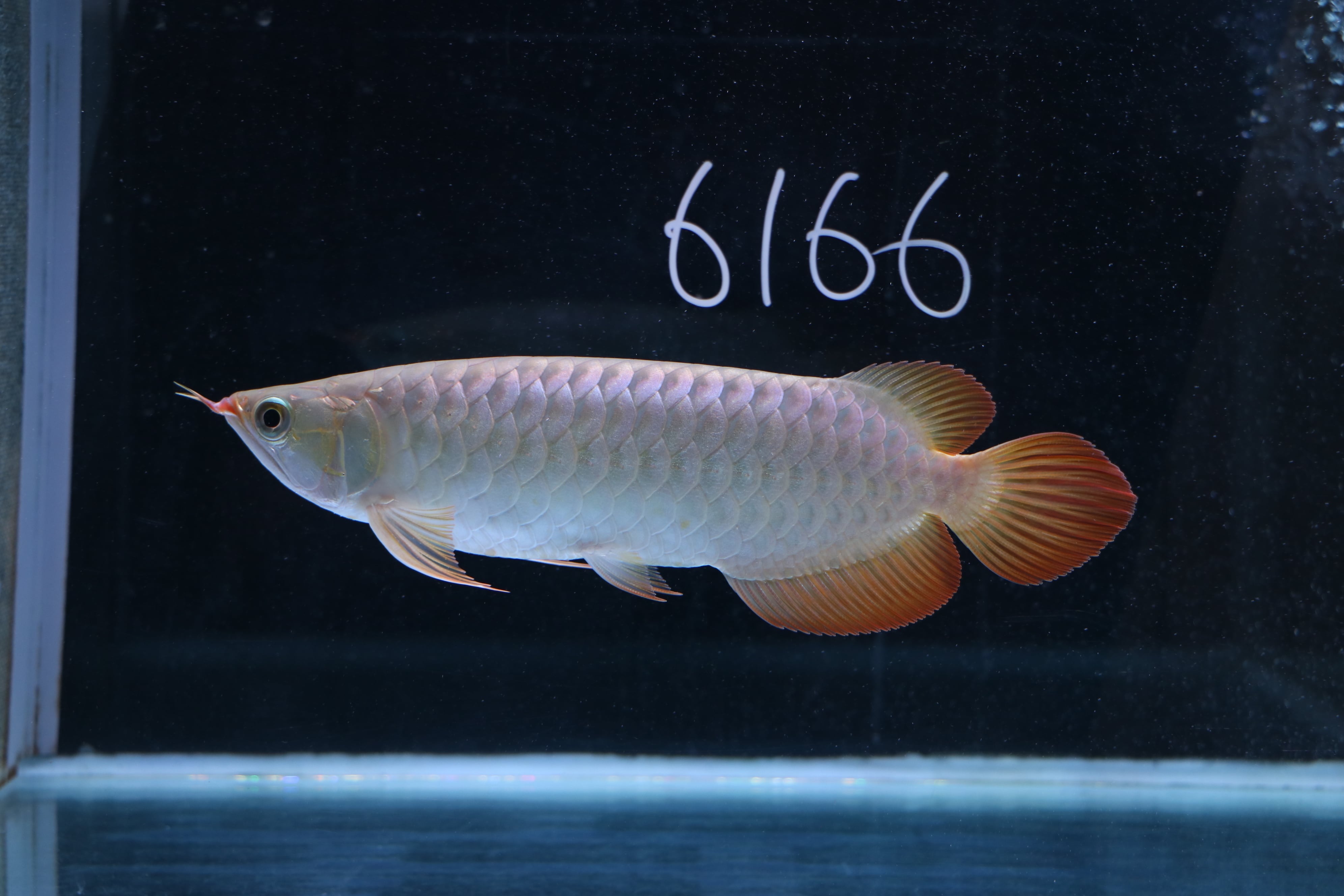 アロワナ(紅龍) | アロワナ等の大型魚・熱帯魚のオンライン販売店