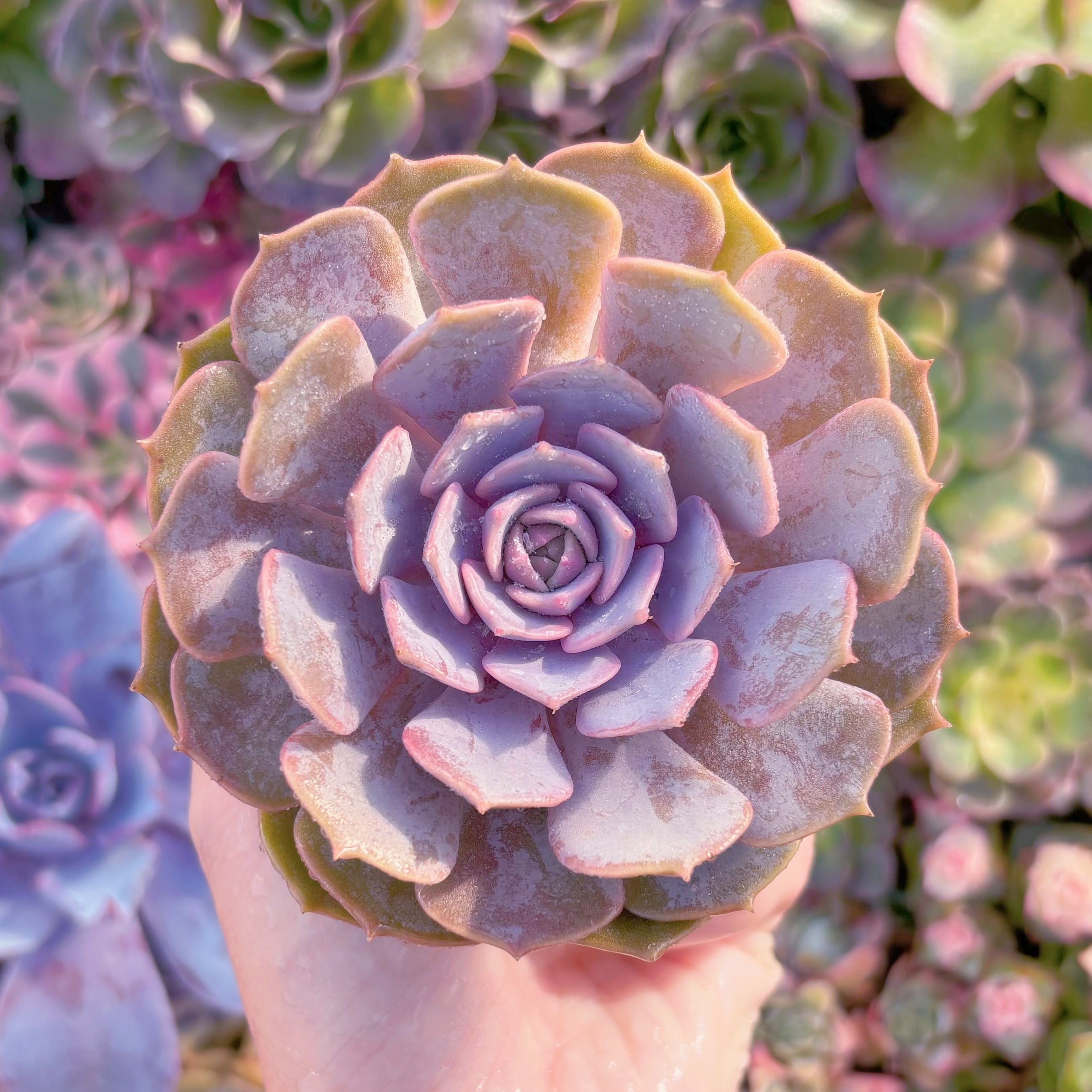 現品　ピンクローラ#765　るる農園