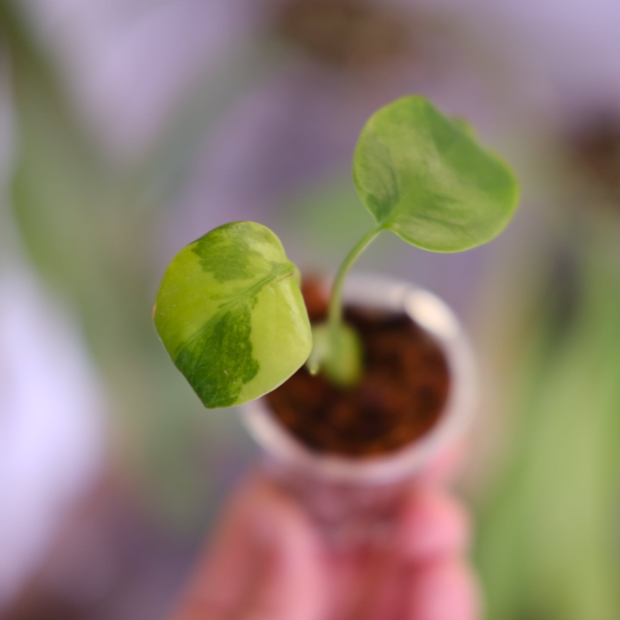 T*P様 Monstera 'Green on Green' 極美個体　モンステ Monstera green on green｜モンステラ グリーンオン グリーン②｜観葉