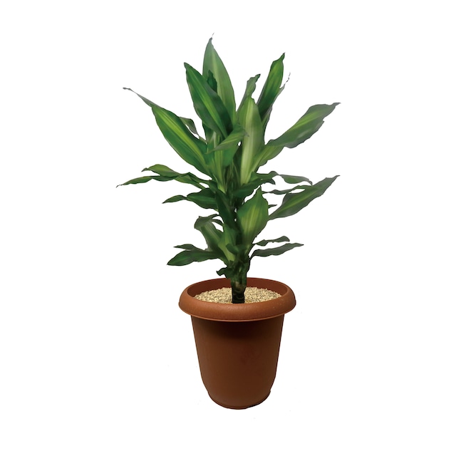 ドラセナ ジュレ 5号