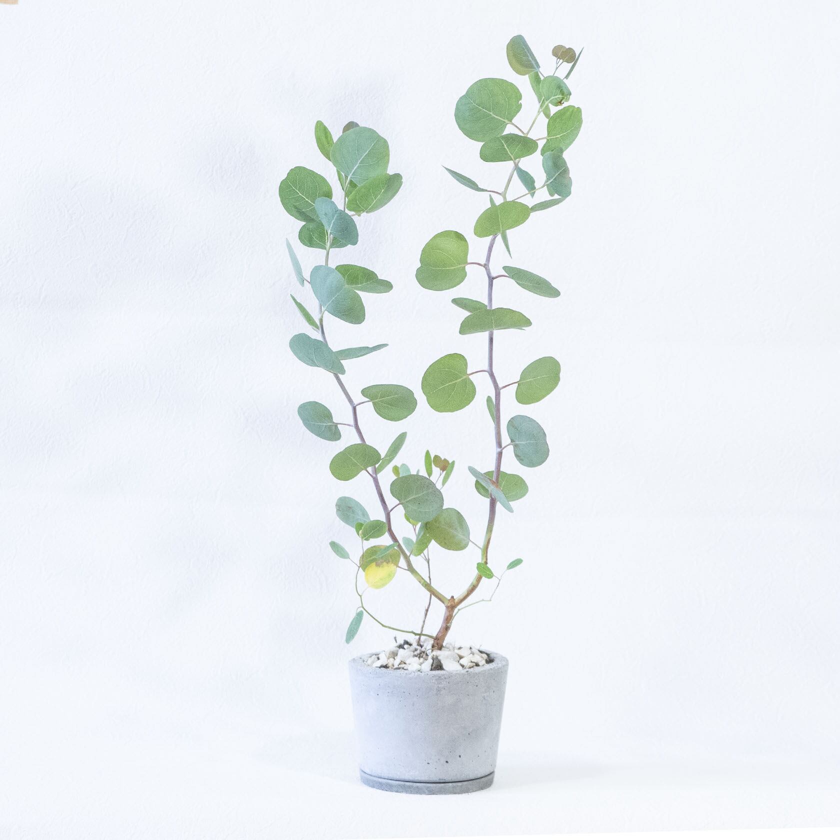 ＼送料無料／【観葉植物】べランダで育てるユーカリ・ポポラスの鉢植え｜飽きのこないシンプルなモルタル鉢