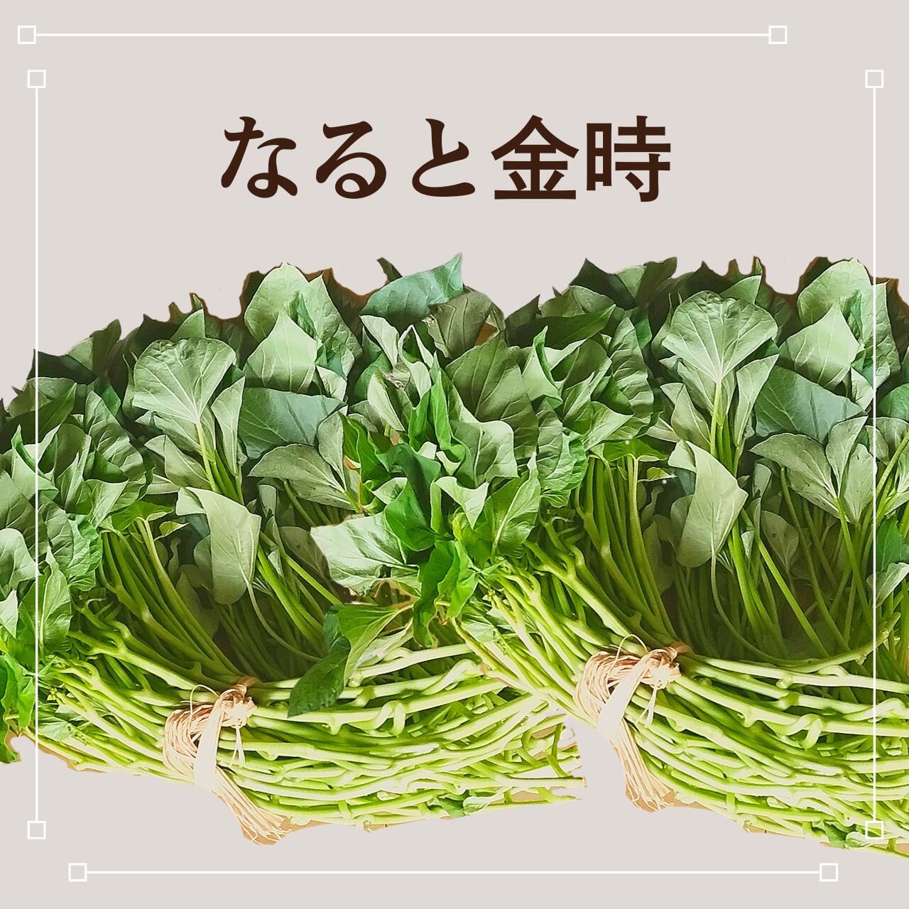 ナルト金時芋苗1000本送料込み ナルト金時芋苗1000本